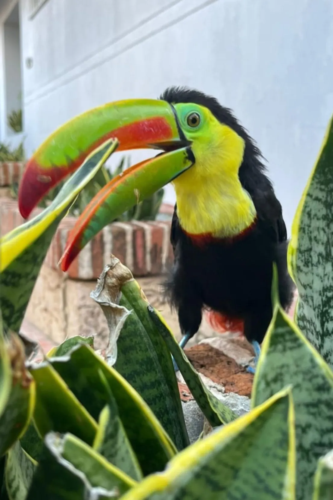 Close-up van een kleurrijke toekan met een grote groene en rode snavel, zittend tussen groene sansevieria-bladeren bij een stenen muur.