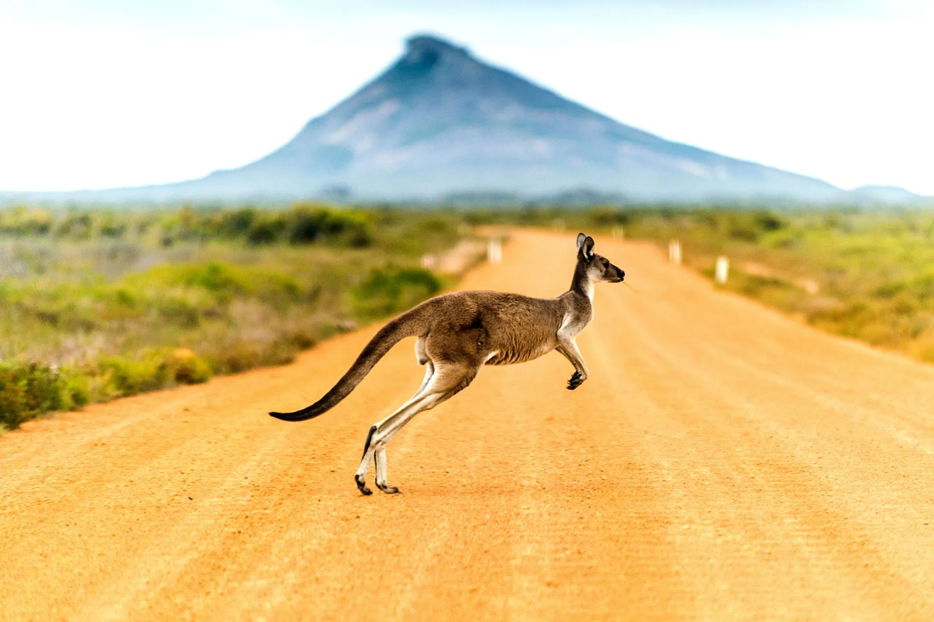 Kangoeroe die een rode zandweg oversteekt met een afgeplatte berg in de verte in de Australische Outback.