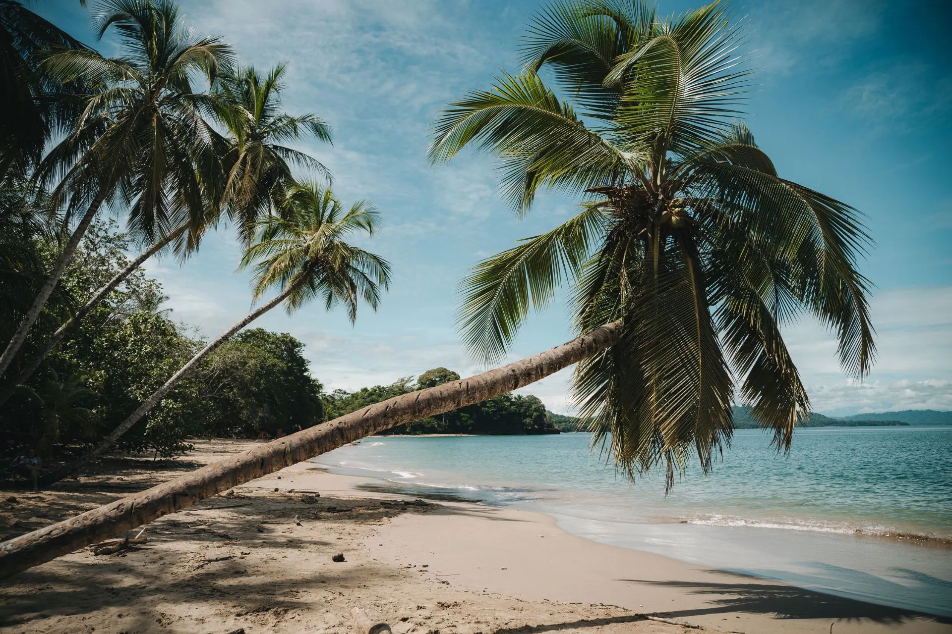 Een strand met hoge palmbomen die overhangen naar het heldere water, met een rustige en tropische sfeer.