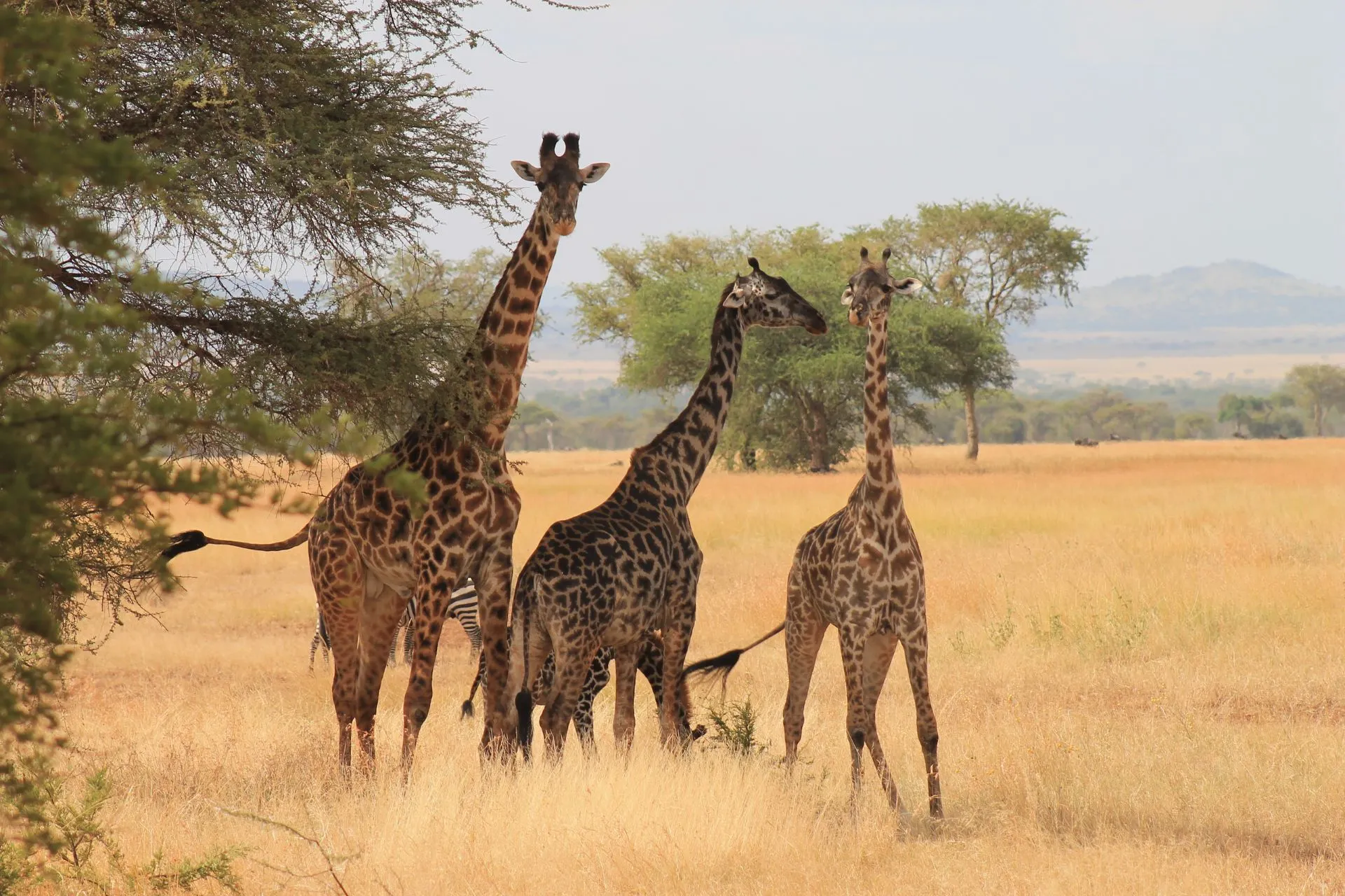 Giraffen in Tanzania