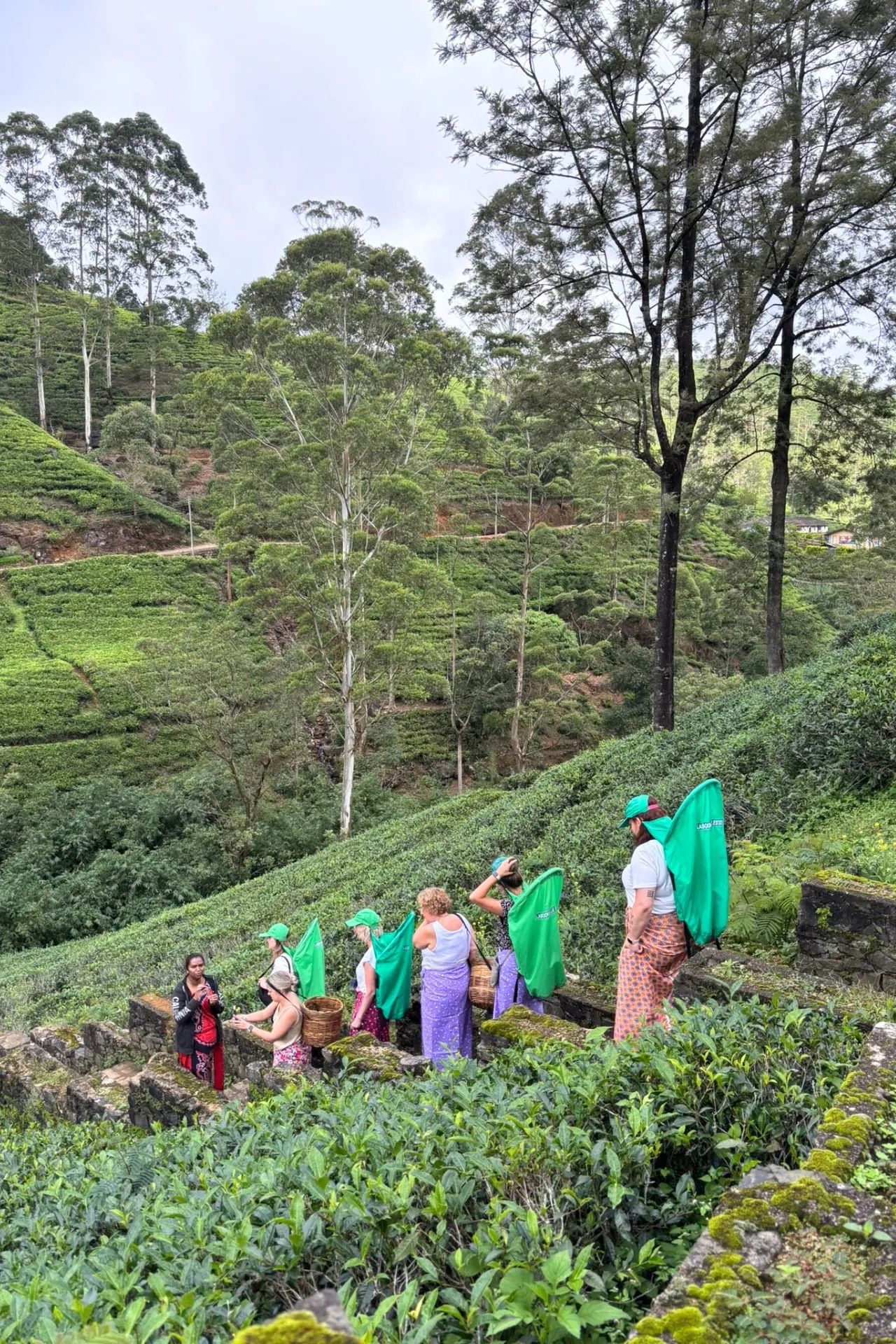 Een groep mensen, deels in traditionele kledij en met groene theezakken op de rug, staat op een theeplantage op een heuvel. Ze krijgen uitleg over het theeplukken te midden van een weelderig, groen landschap vol theeplanten en hoge bomen.