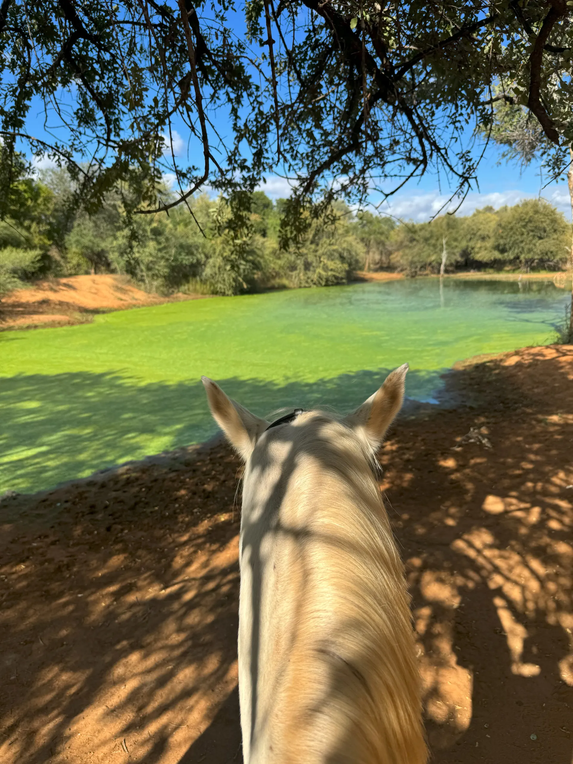 Paardrijsafari in Zuid Afrika