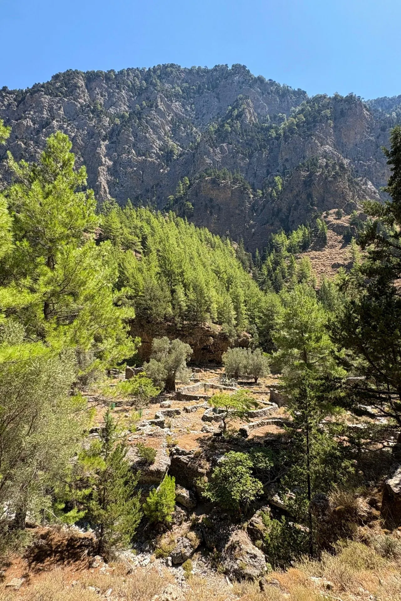 Groene dennenbossen tegen een steile bergwand in de Samariakloof, met ruig landschap en helderblauwe lucht.