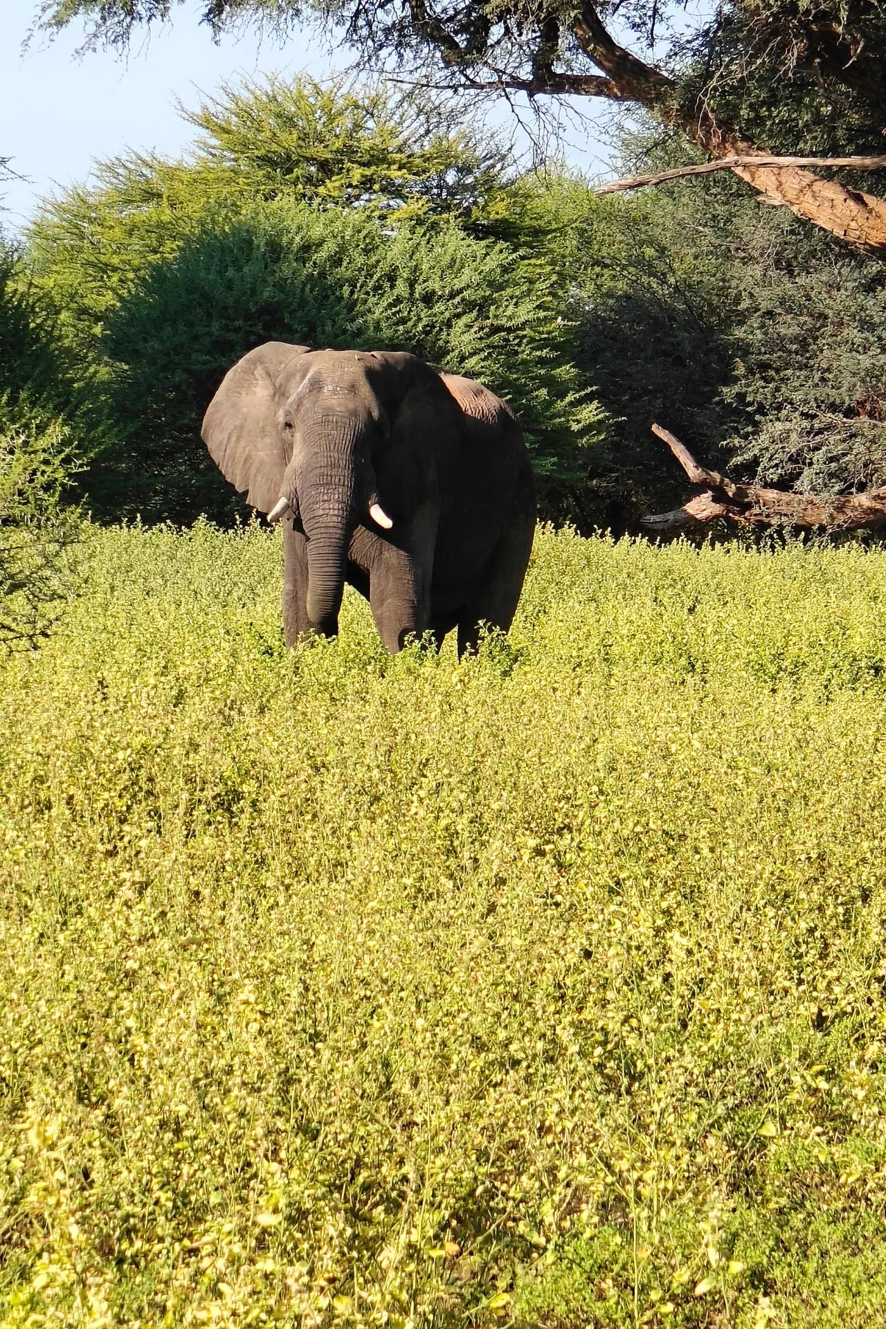 Indrukwekkende olifant in het hoge gras van zuidelijk Afrika.
