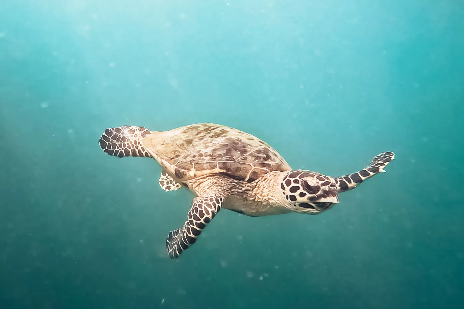Een zeeschildpad zwemt sierlijk door helderblauw water, gefotografeerd in Drake Bay, Costa Rica.