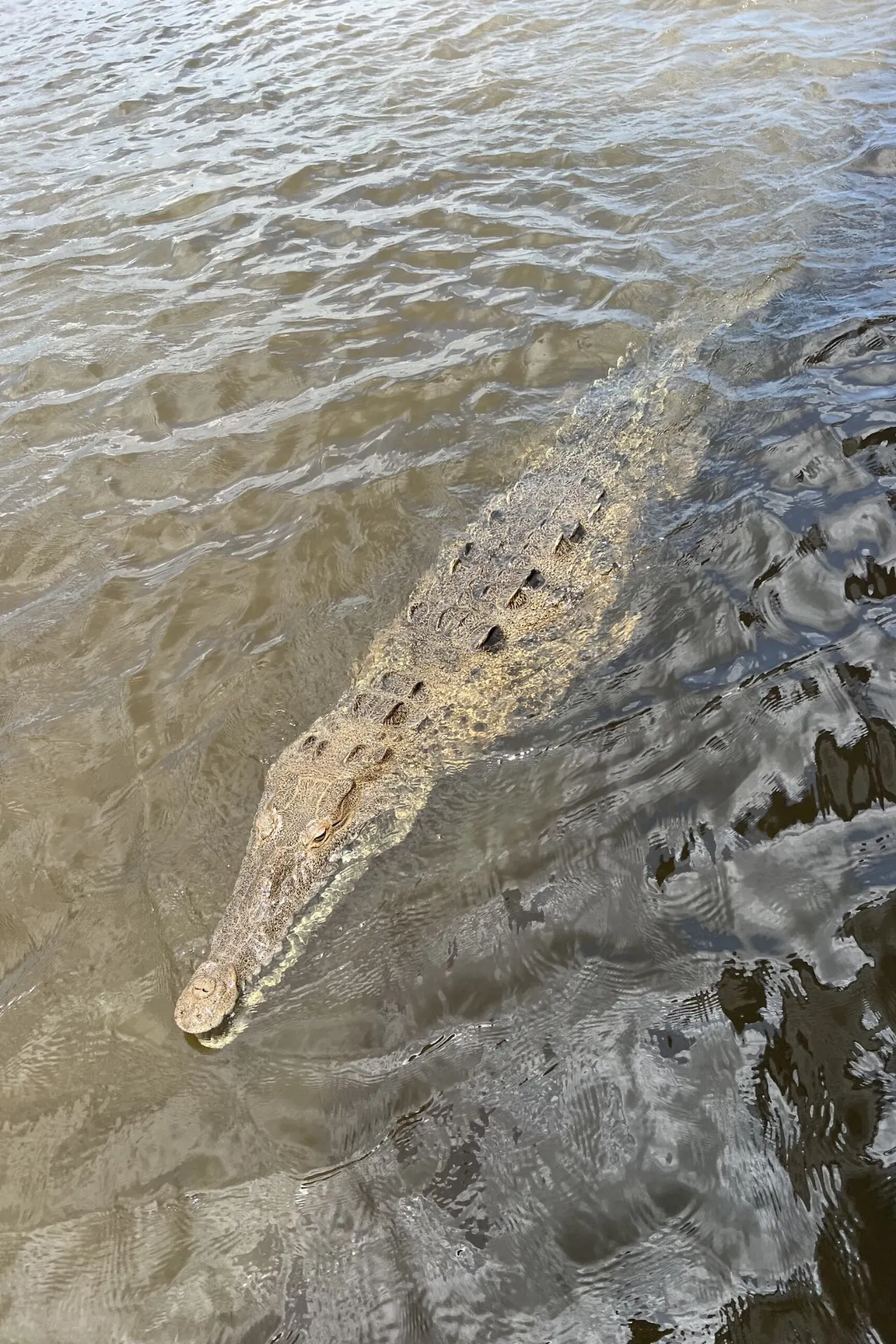 Krokodil glijdt door het water van de Black River in Jamaica, gespot tijdens een safari.