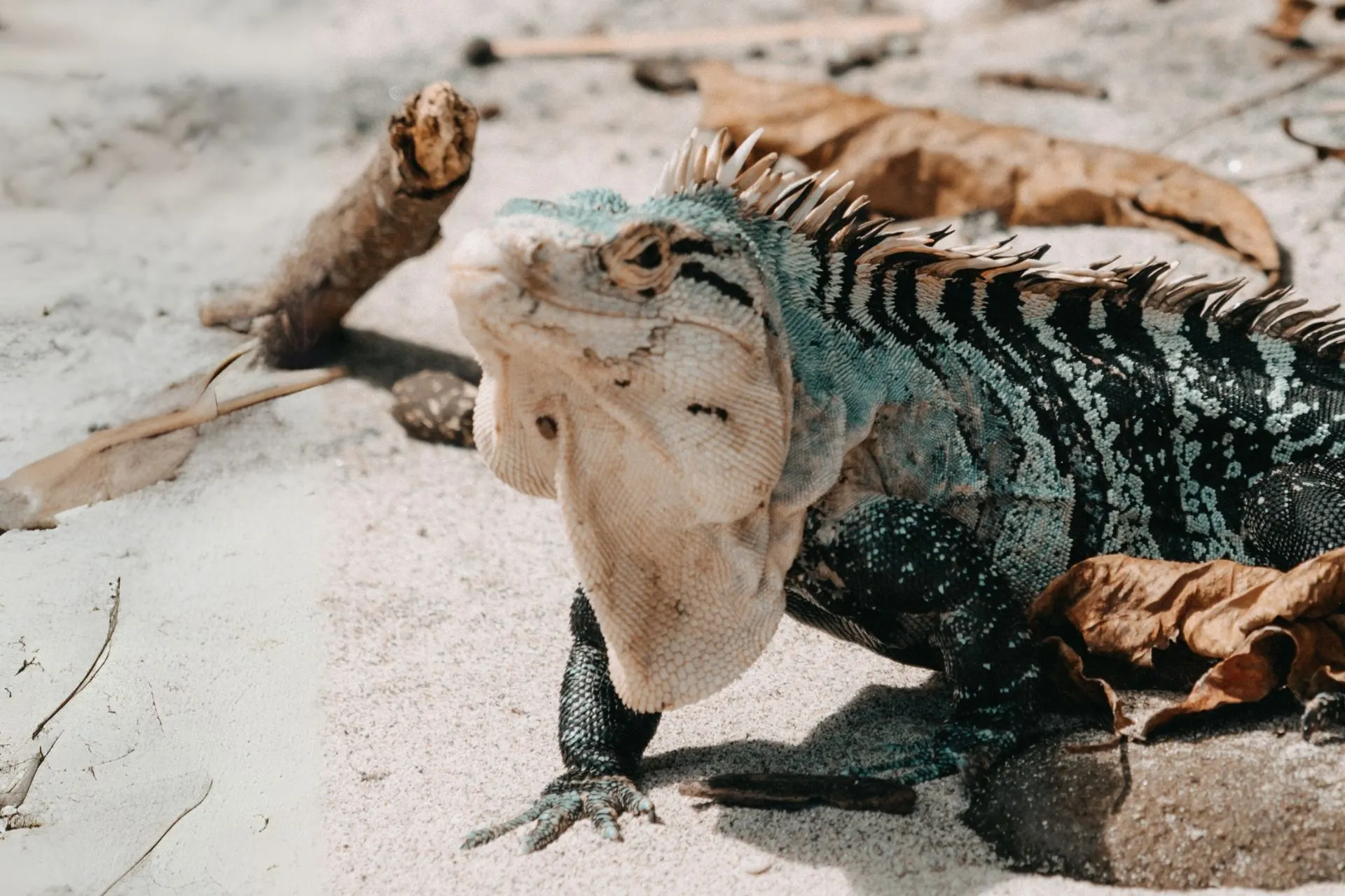Close-up van een kleurrijke leguaan in het zand, met bladeren en takken op de achtergrond in Manuel Antonio, Costa Rica.