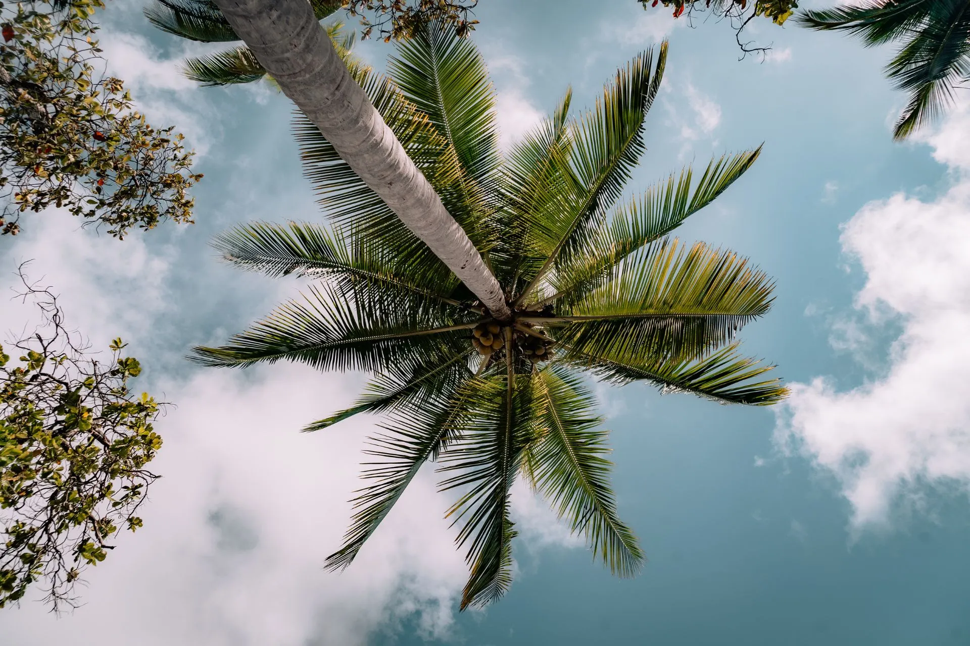 Uitzicht naar boven op een kokospalm tegen een blauwe lucht met wolken in Manuel Antonio, Costa Rica.