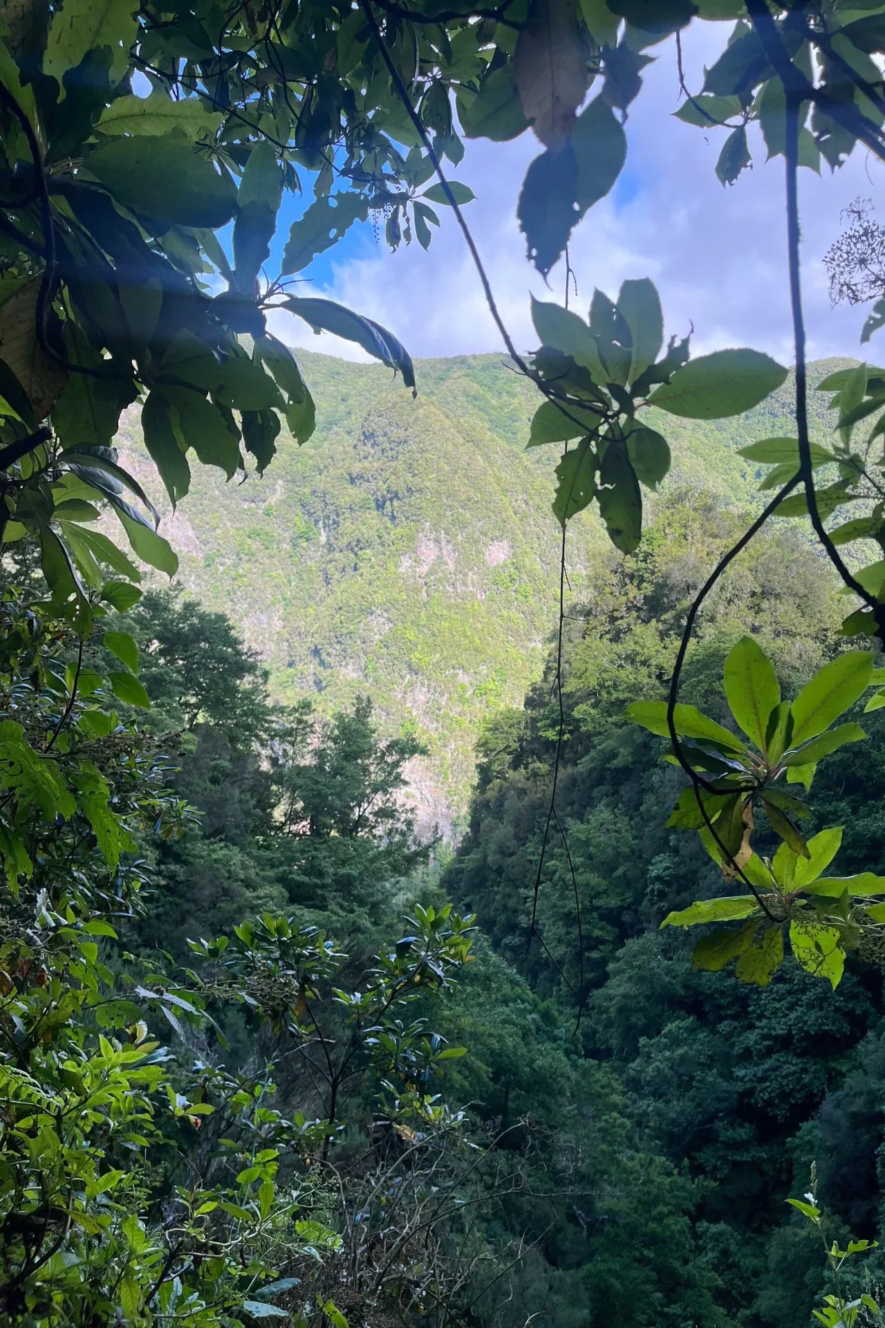 Groene berghellingen van Madeira gezien door een omlijsting van bladeren en takken. De zon verlicht delen van het landschap, terwijl de vallei in de schaduw ligt.