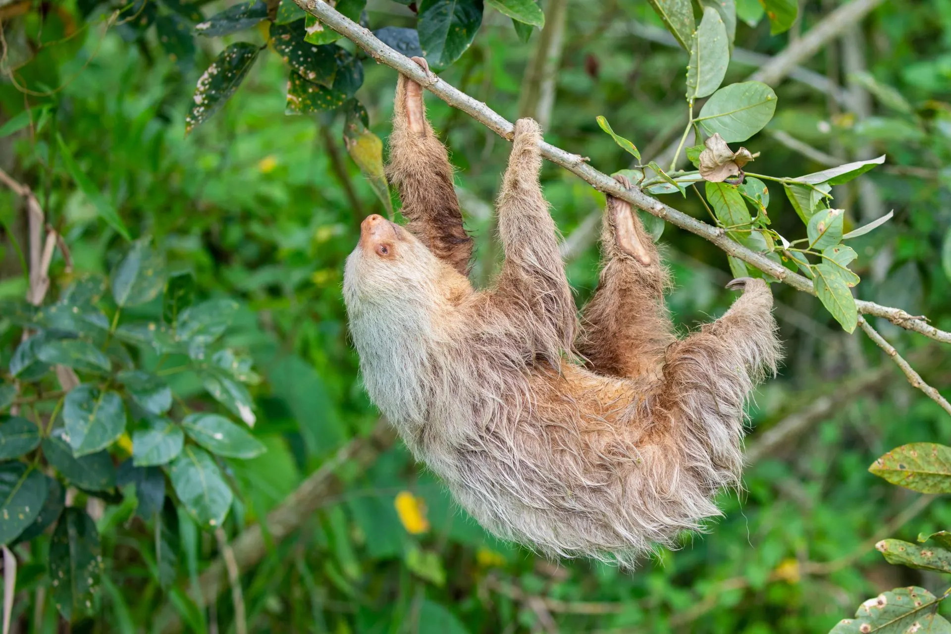 Luiaard rustend tussen de bomen in Tortuguero National Park in Costa Rica. Het spotten van luiaards behoort tot de hoogtepunten van een bezoek aan dit natuurgebied, dat bekendstaat om zijn rijke wildlife en tropische natuur.