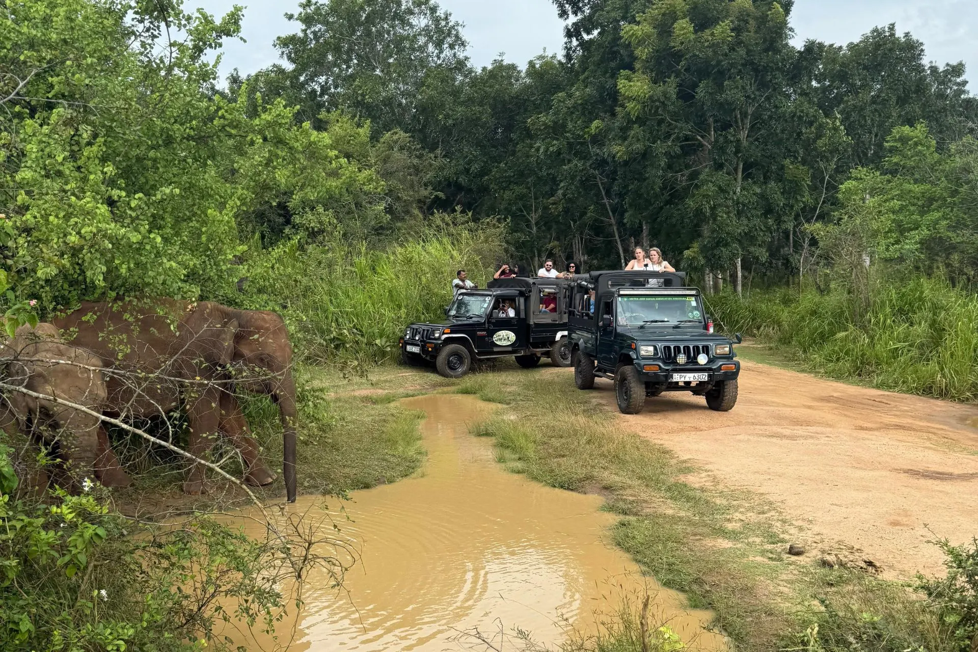 Jeep safari in Sri Lanka met twee jeeps vol toeristen die olifanten observeren bij een waterpoel in een groen natuurgebied.