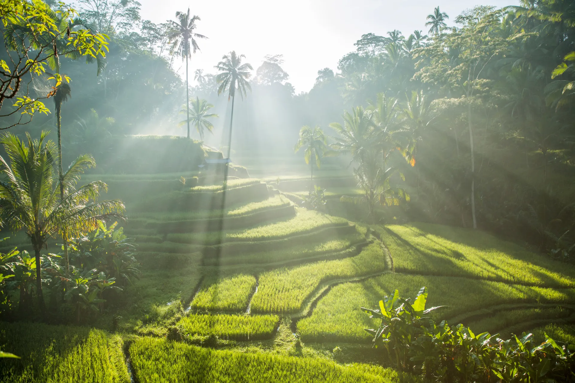 Spectaculair uitzicht op groene rijstterrassen in Bali, omgeven door tropische palmbomen en weelderige jungle, verlicht door zachte zonnestralen die door de ochtendmist schijnen. Perfecte bestemming voor natuurreizen, ecotoerisme en culturele ervaringen in Indonesië. Ideaal voor fotografie, trekking, wellness en ontspanning in een serene omgeving. Ontdek authentieke Balinese landschappen, traditionele landbouw en adembenemende panorama’s in een tropisch paradijs."