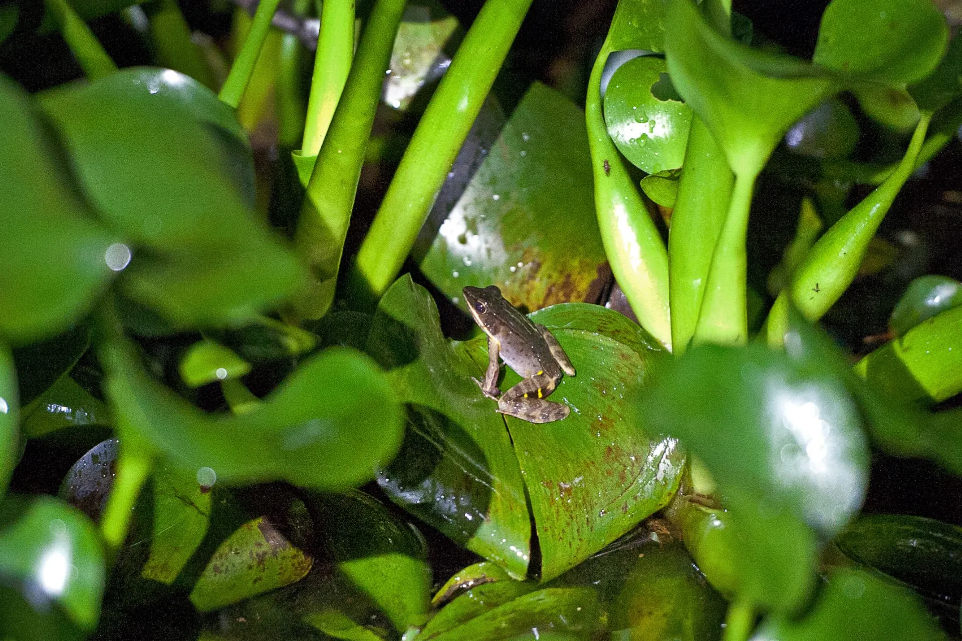 Kikker verscholen tussen tropische waterplanten tijdens een night tour in Monteverde, Costa Rica. Het nevelwoud van Monteverde staat bekend om zijn rijke biodiversiteit en biedt uitstekende kansen om bijzondere amfibieën en andere nachtactieve dieren te spotten.