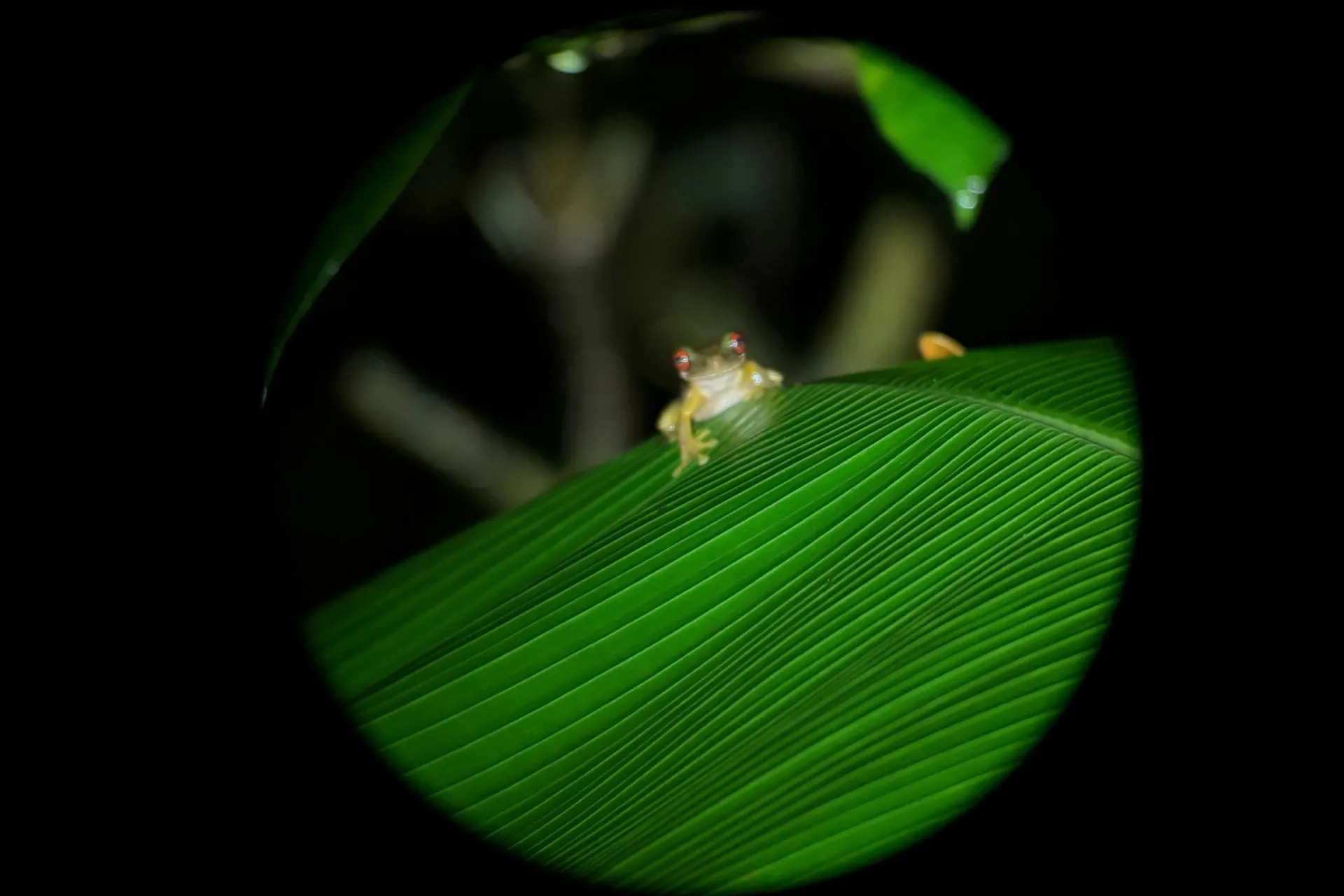 Roodoogmakikikker op een tropisch blad tijdens een night tour in Monteverde, Costa Rica. Deze iconische kikker is een van de bekendste dieren van Costa Rica en een geliefde verschijning tijdens wildlife-excursies.
