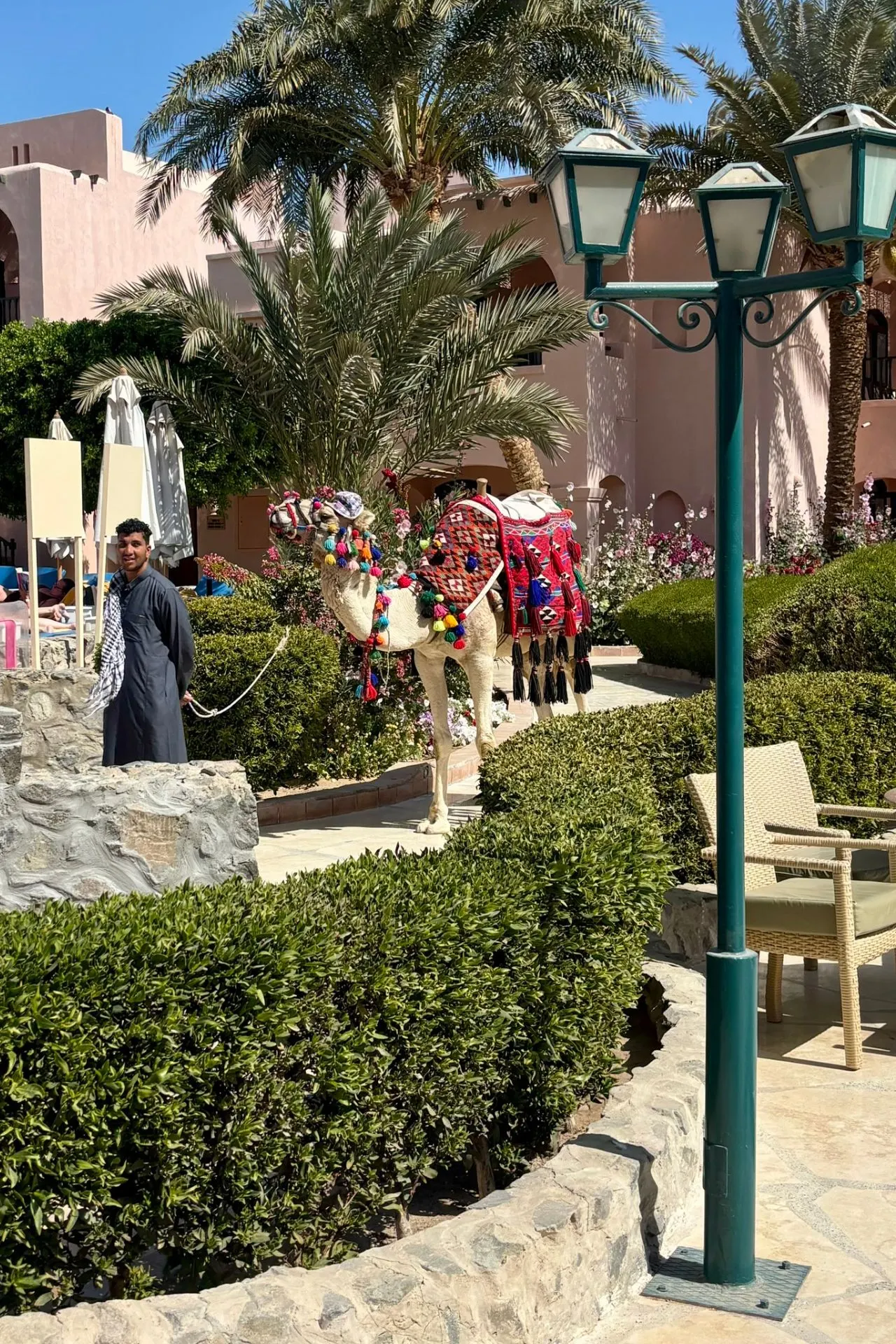 Kamelen bij een resort in El Gouna omgeven door palmbomen en groene tuinen in Egypte

