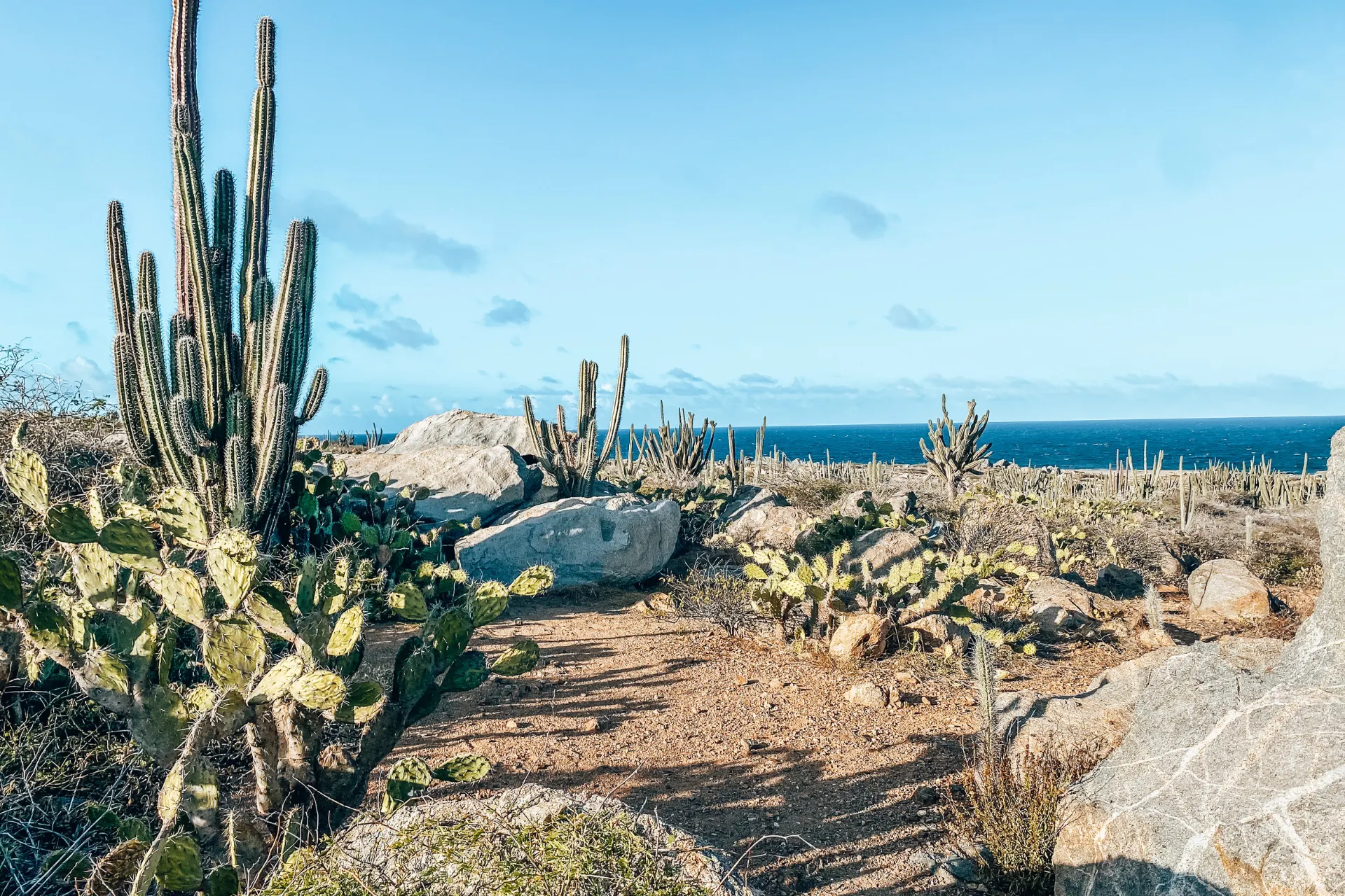 Woestijnachtig landschap op Aruba met hoge cactussen, verspreide rotsformaties en droge zandgrond, uitkijkend over de helderblauwe Caribische zee onder een zonnige lucht met lichte wolken, een ruige en natuurlijke omgeving voor avontuurlijke reizigers.