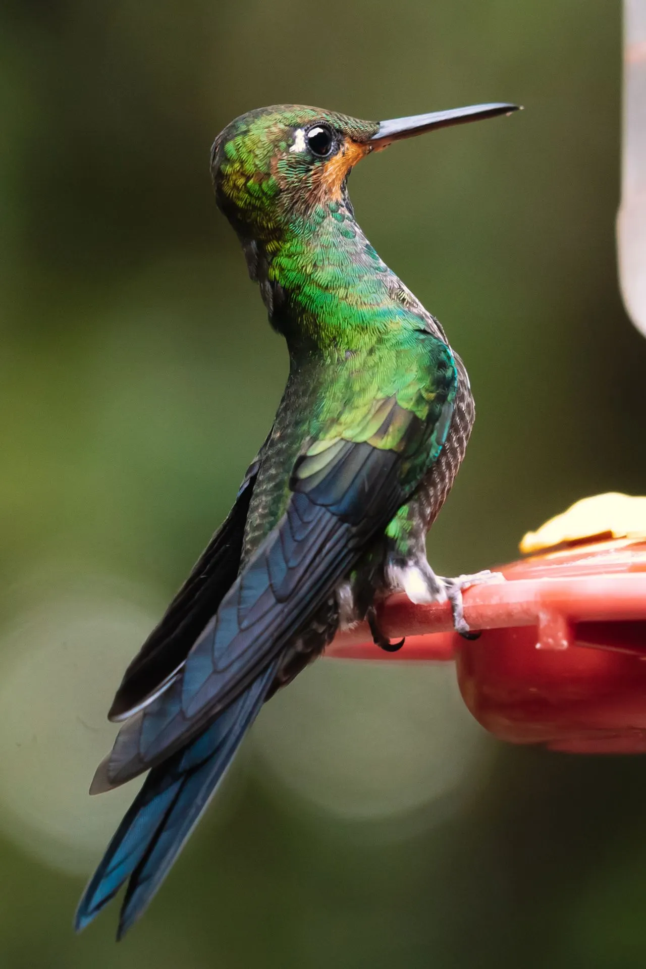 Close-up van een kleurrijke kolibrie met groene en blauwe veren, zittend bij een voederstation in Monteverde, Costa Rica.