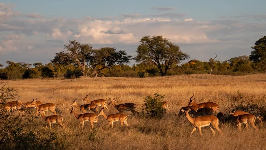 Groep dieren op de savanne in Zimbabwe tijdens een safari