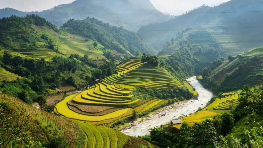 Rijstveld Vietnam