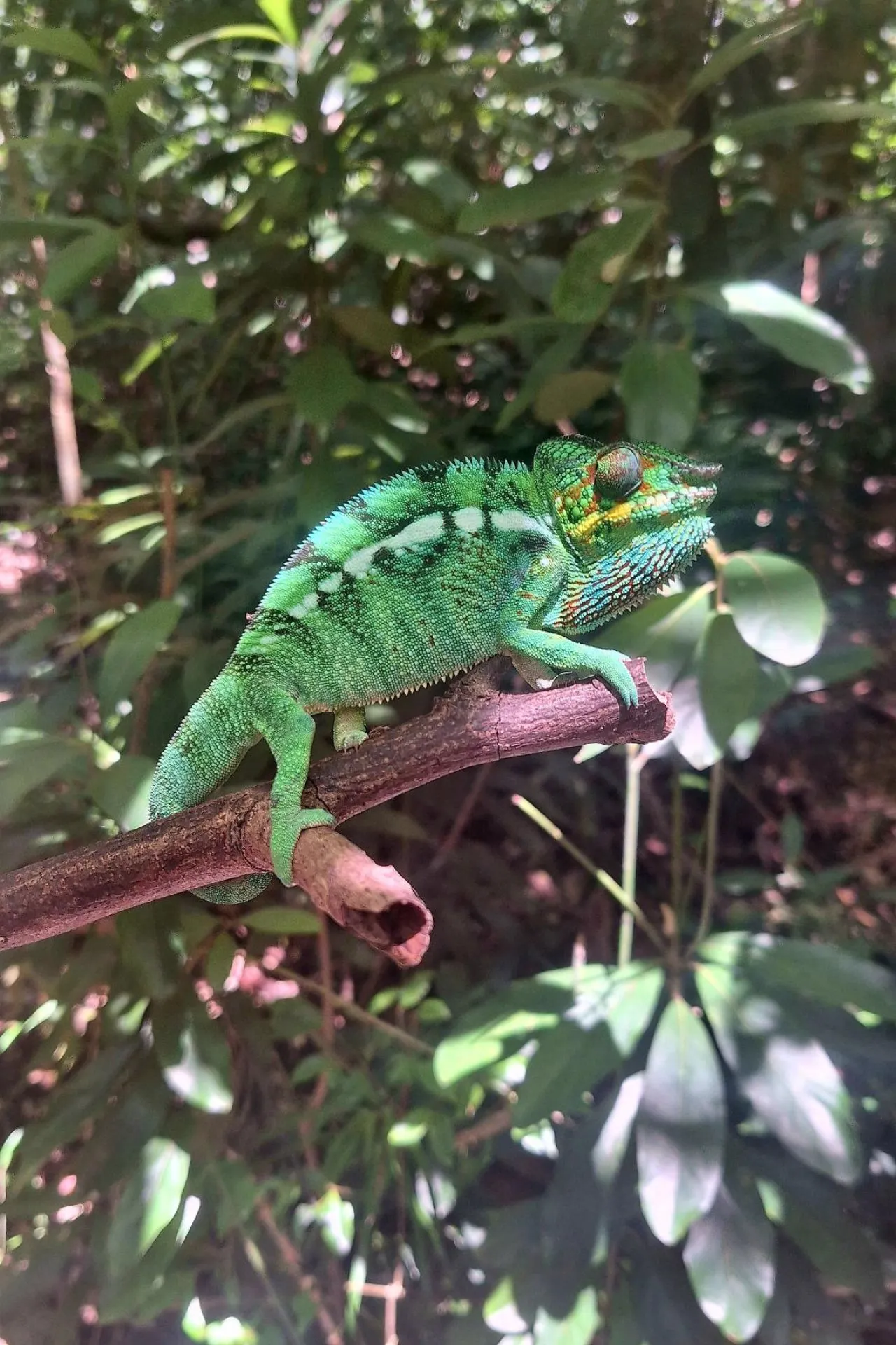 Groen-blauw gekleurde kameleon op een tak in de jungle van Nosy Be, Madagaskar