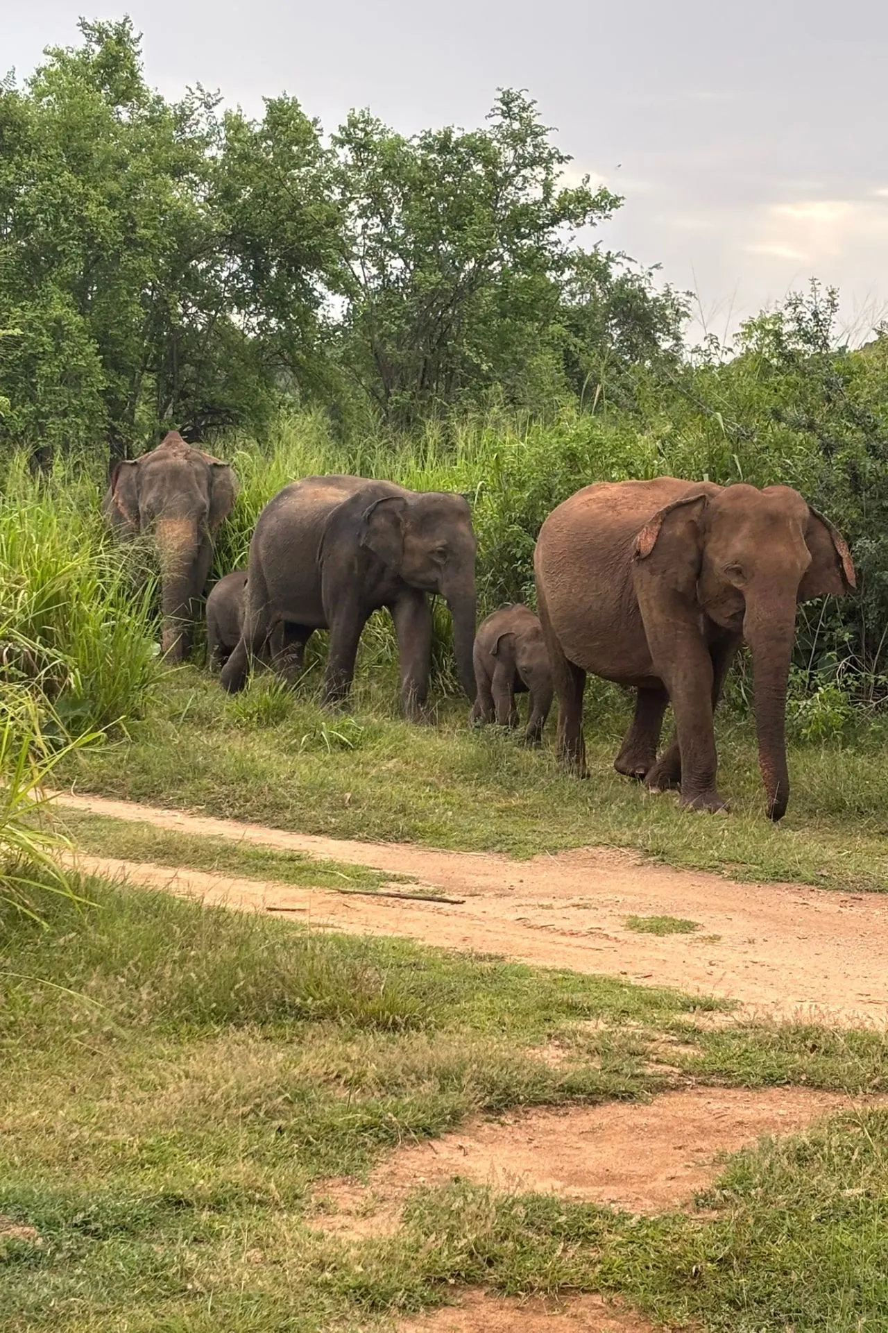 Een kudde Aziatische olifanten, waaronder meerdere kleintjes, steekt rustig een zandpad over in een weelderig groen natuurgebied in Sri Lanka. De dieren bewegen zich in alle rust door het grasland, omringd door hoge struiken en bomen, wat zorgt voor een prachtig en ontroerend safari-moment.
