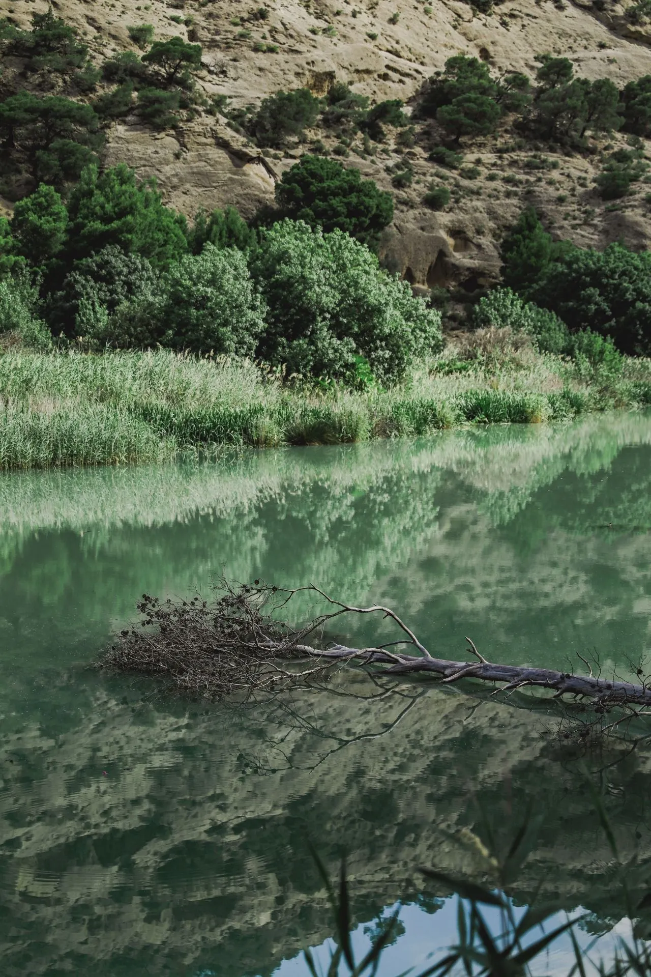 Een rustig natuurtafereel met een kalme, groenblauwe rivier die de omliggende bomen en rotsformaties weerspiegelt in een bijna spiegelglad wateroppervlak. Op de voorgrond drijft een omgevallen tak deels in het water, terwijl dichtbegroeide struiken en riet langs de oever contrasteren met de droge, rotsachtige helling op de achtergrond. De serene omgeving benadrukt de veelzijdige natuur in de regio rond Malaga in Spanje.