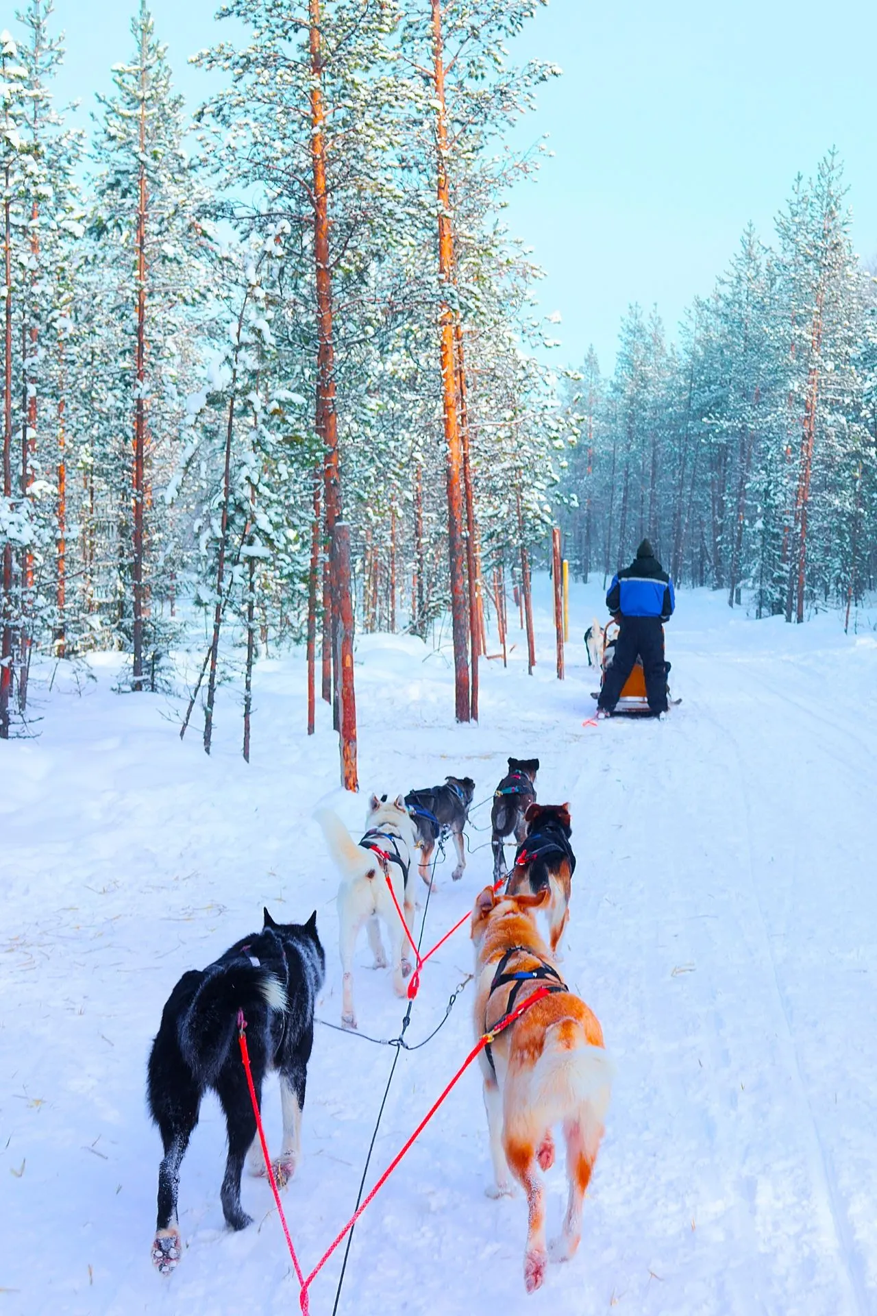 Een huskyslee glijdt door een besneeuwd bos in Fins Lapland, terwijl een gids de honden leidt door het winterse landschap.