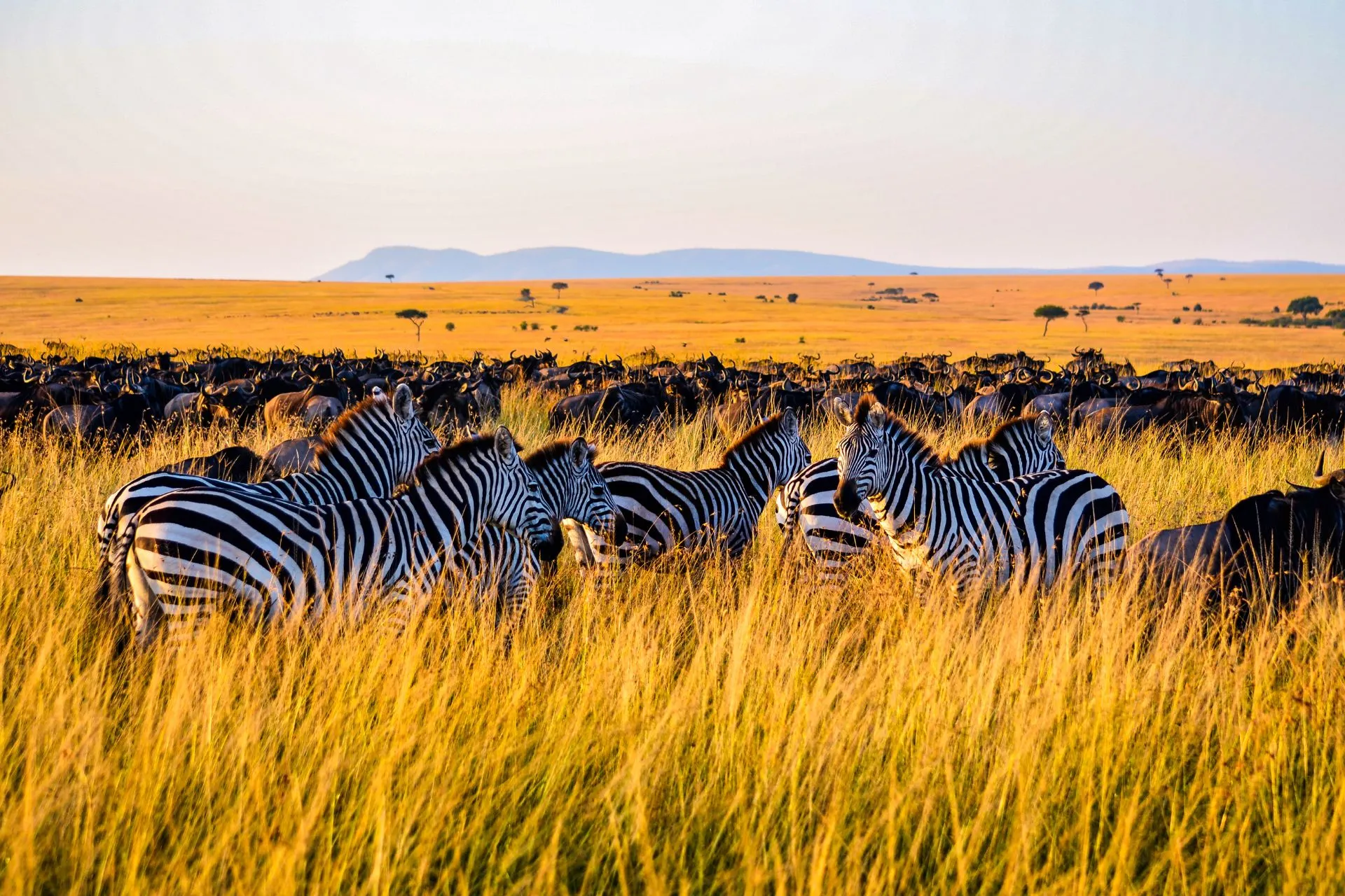 Groep zebra’s op een Afrikaanse savanne in Kenia, onderdeel van de Big Five-safari-ervaring. Zwart-witte strepen contrasteren met het groene grasland en open vlaktes, typisch voor nationale parken zoals Masai Mara.