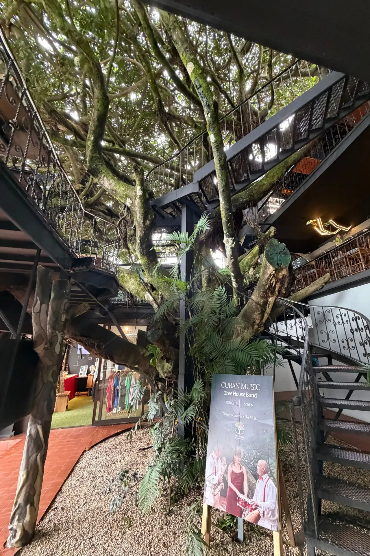 Interieur van het beroemde Tree House Restaurant in Monteverde, Costa Rica. Dit unieke restaurant is gebouwd rondom een enorme ficusboom, waarvan de stammen en takken dwars door het gebouw groeien en zorgen voor een bijzondere sfeer.