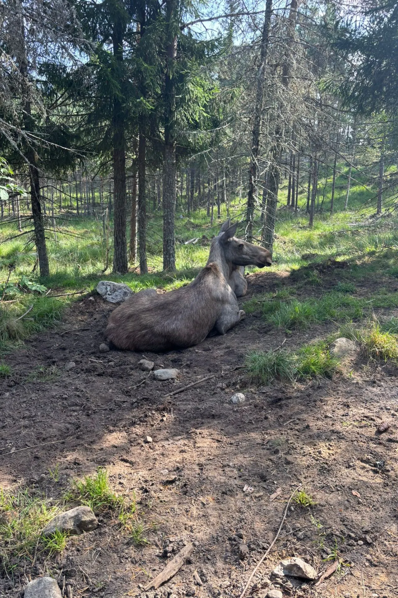 Eland ligt op de grond in een bosrijke omgeving met hoge dennenbomen en groene grasstroken. De zon schijnt door de bomen, waardoor lichte schaduwen op de bodem vallen.