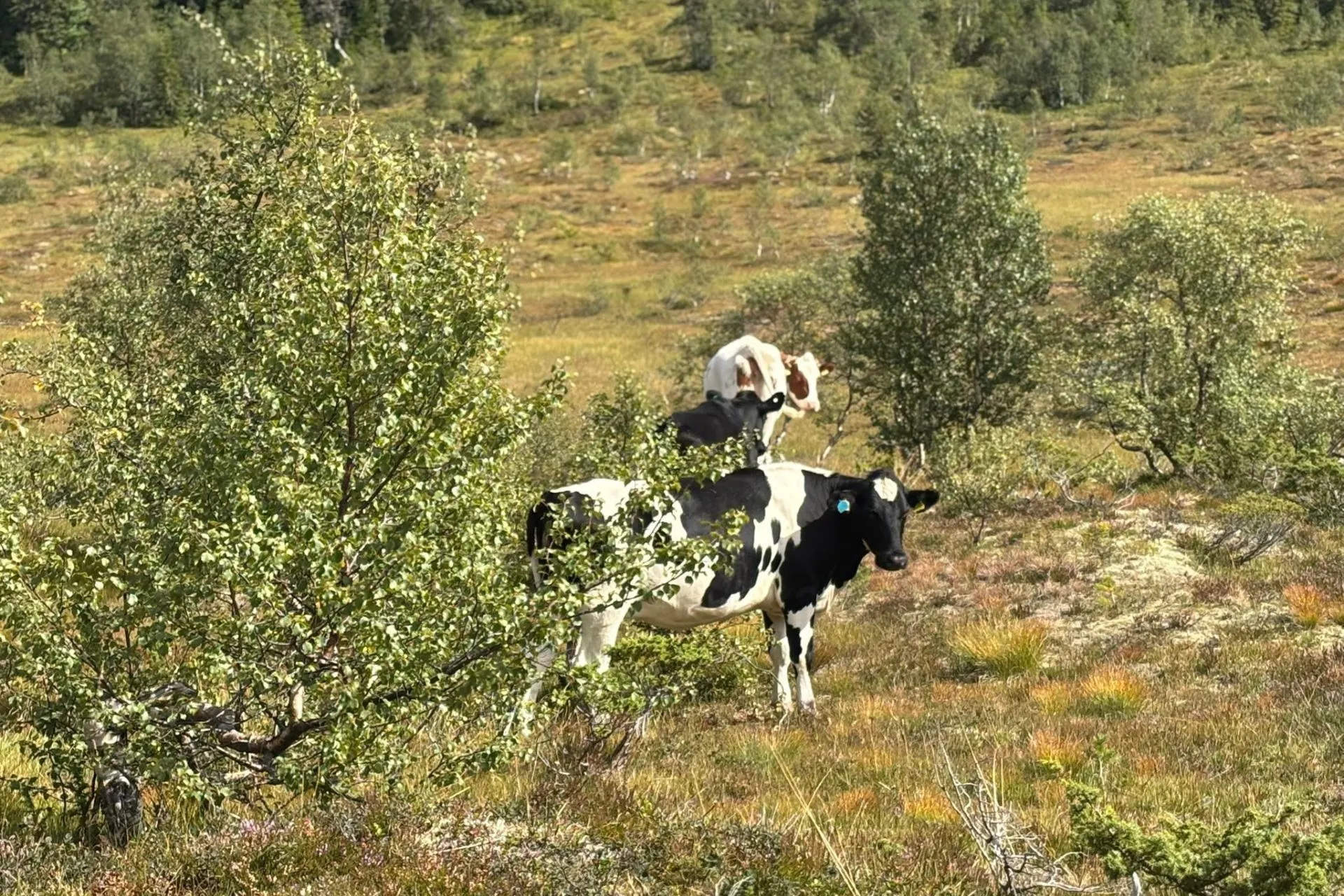 Twee koeien staan in een open natuurgebied met lage struiken en gras, omringd door kleine bomen. Op de achtergrond zijn groene heuvels zichtbaar onder een zonnige lucht.