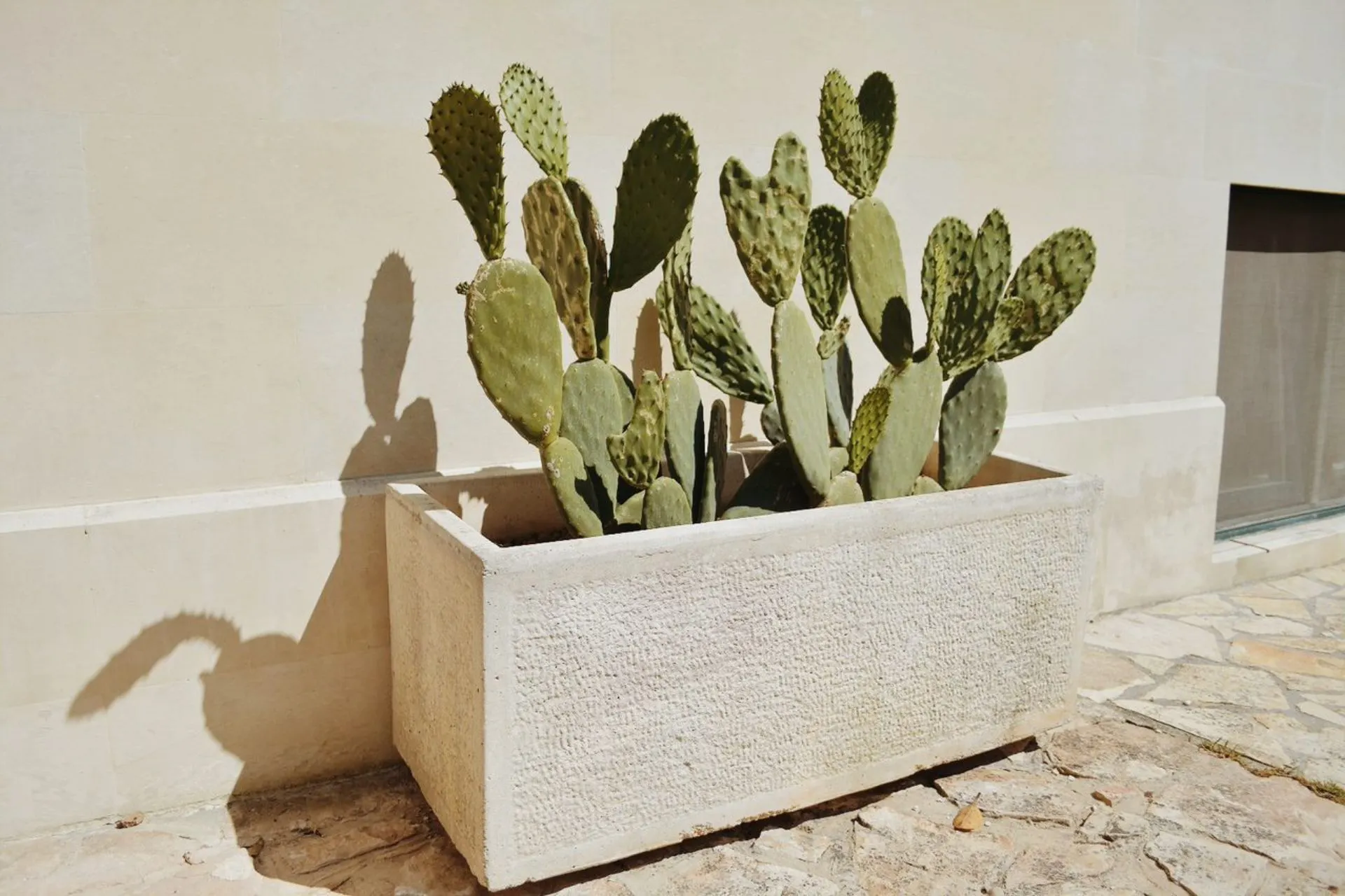 Decoratieve plantenbak met cactussen tegen een zonovergoten witte muur in Puglia.