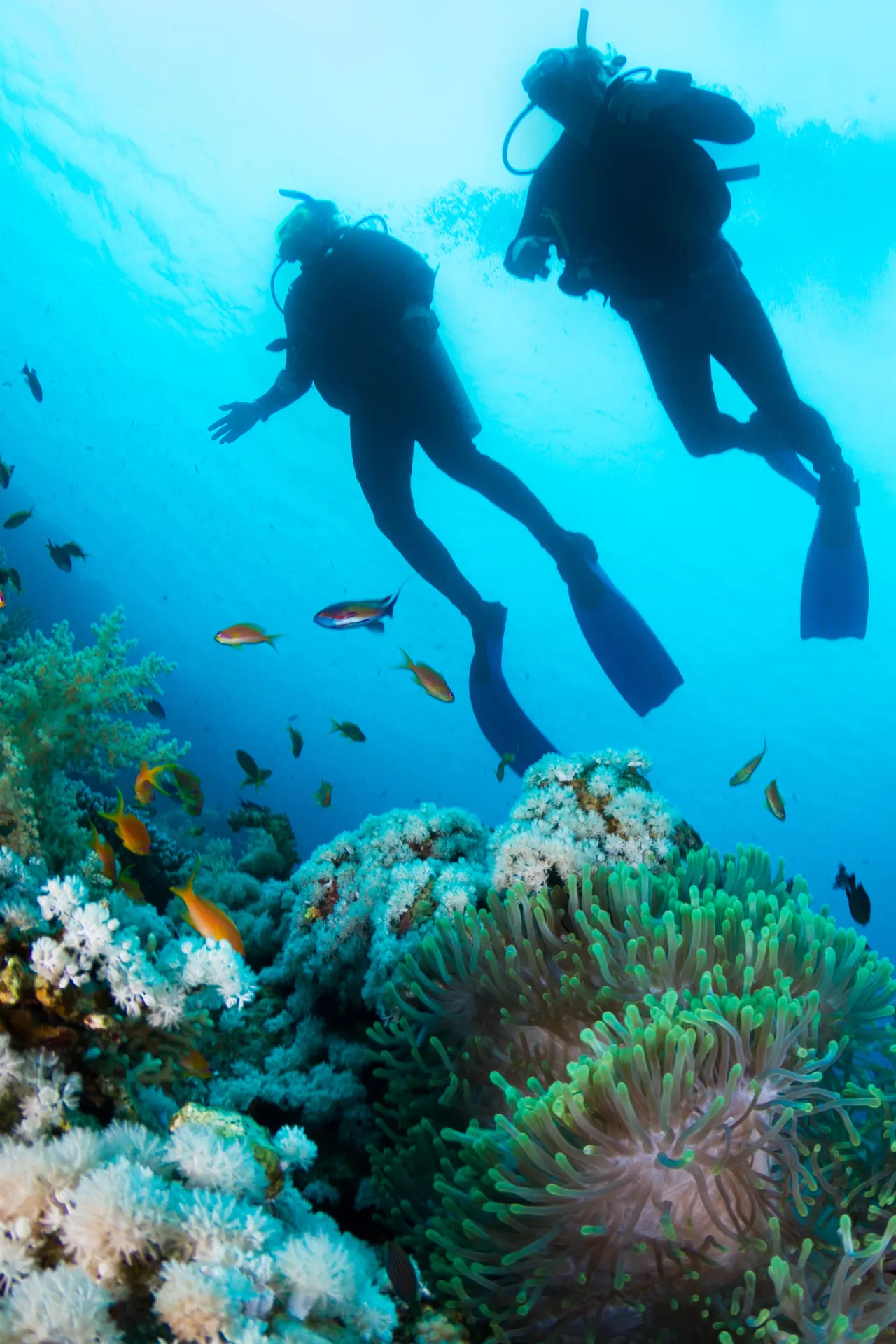 Twee duikers zwemmen in een helder blauwe zee tussen kleurrijk koraal en scholen kleine vissen. De zonnestralen schijnen door het water, wat het onderwaterlandschap verlicht.