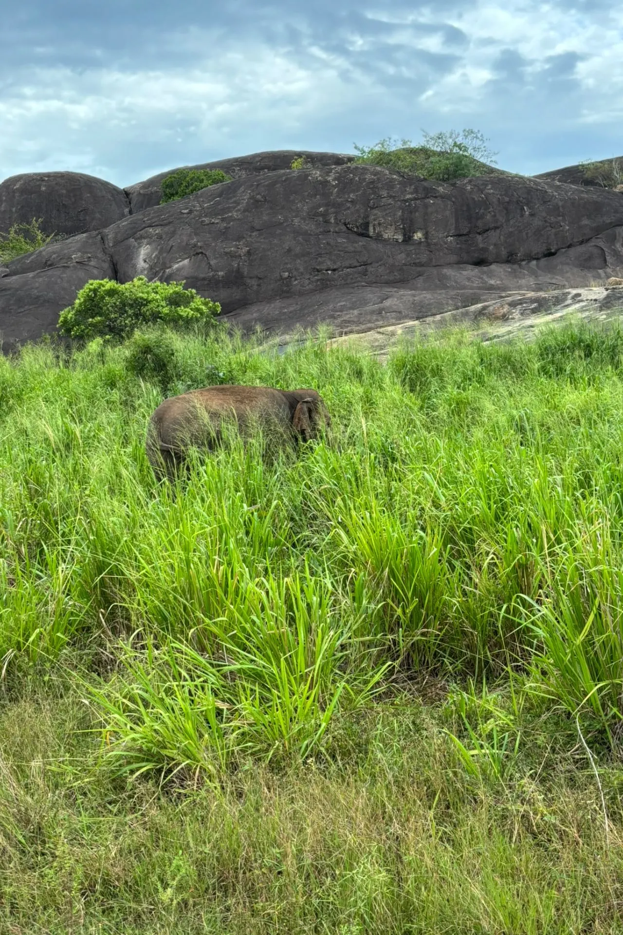 Een eenzame olifant staat deels verscholen in hoog gras in een wildpark in Sri Lanka. Op de achtergrond liggen donkere rotsformaties onder een bewolkte lucht, wat zorgt voor een ruige en natuurlijke setting. Het dier lijkt ongestoord te grazen in zijn natuurlijke habitat.