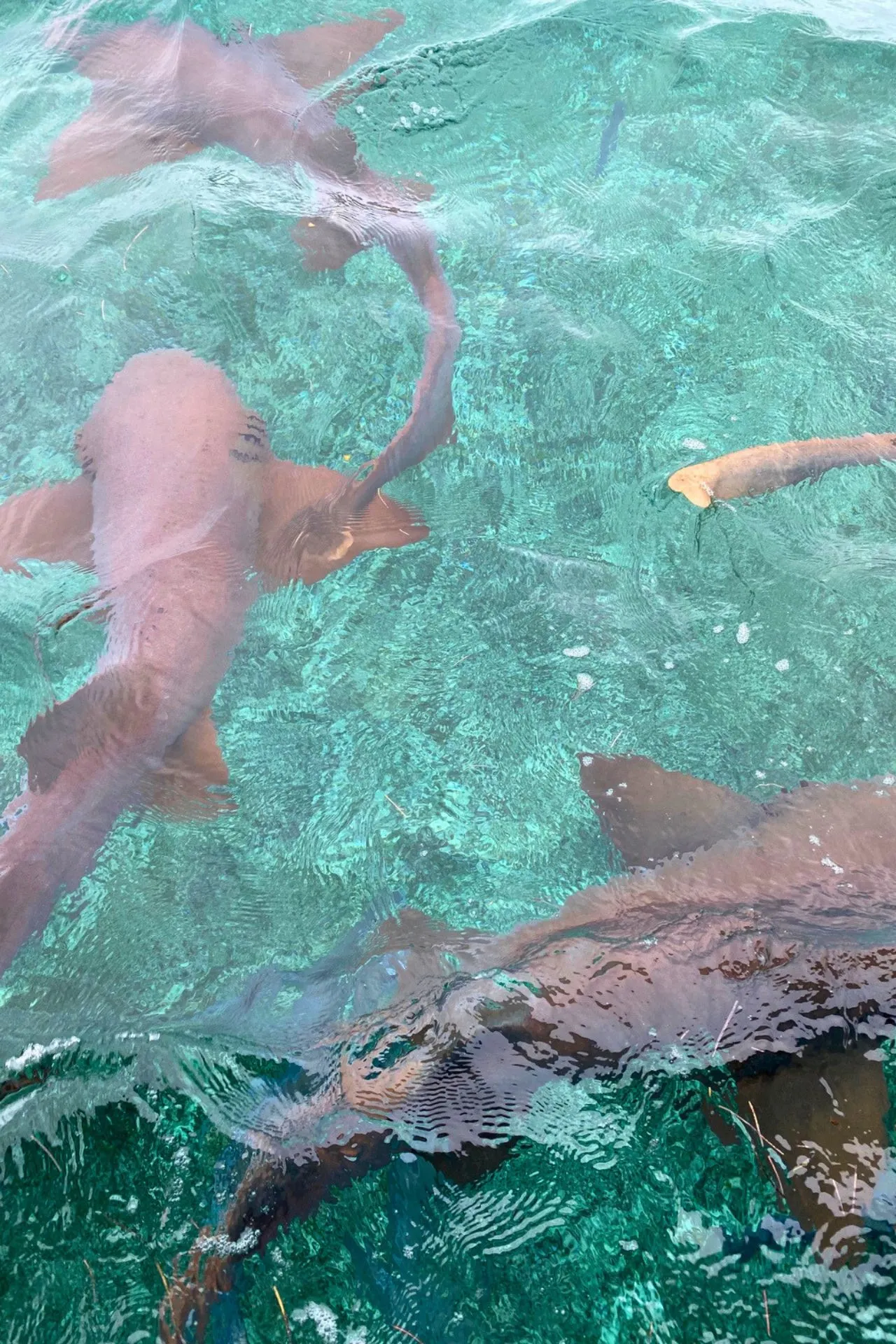 Zwemmen met haaien en roggen in het heldere water bij Caye Caulker in Belize.