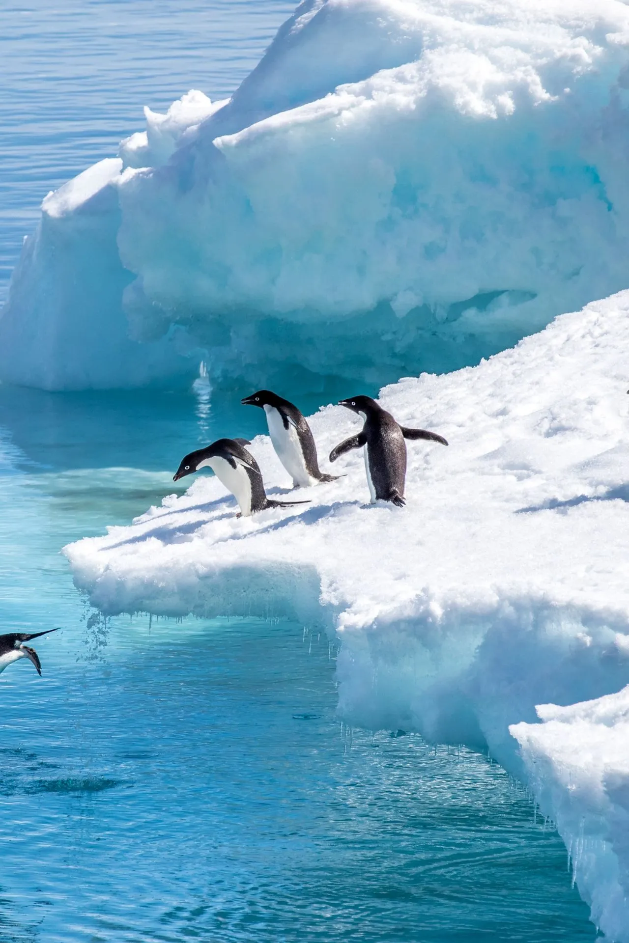 Een groep nieuwsgierige pinguïns verzamelt zich op een uitstekende ijsrand boven kristalhelder turquoise water, klaar om erin te duiken, wat een levendig beeld schetst van de dierenwereld die je tegenkomt tijdens een expeditiecruise Antarctica. De enorme ijsformaties en de pure witte sneeuw rondom hen versterken het gevoel van avontuur en de authentieke natuurbeleving van kleine expeditieschepen.