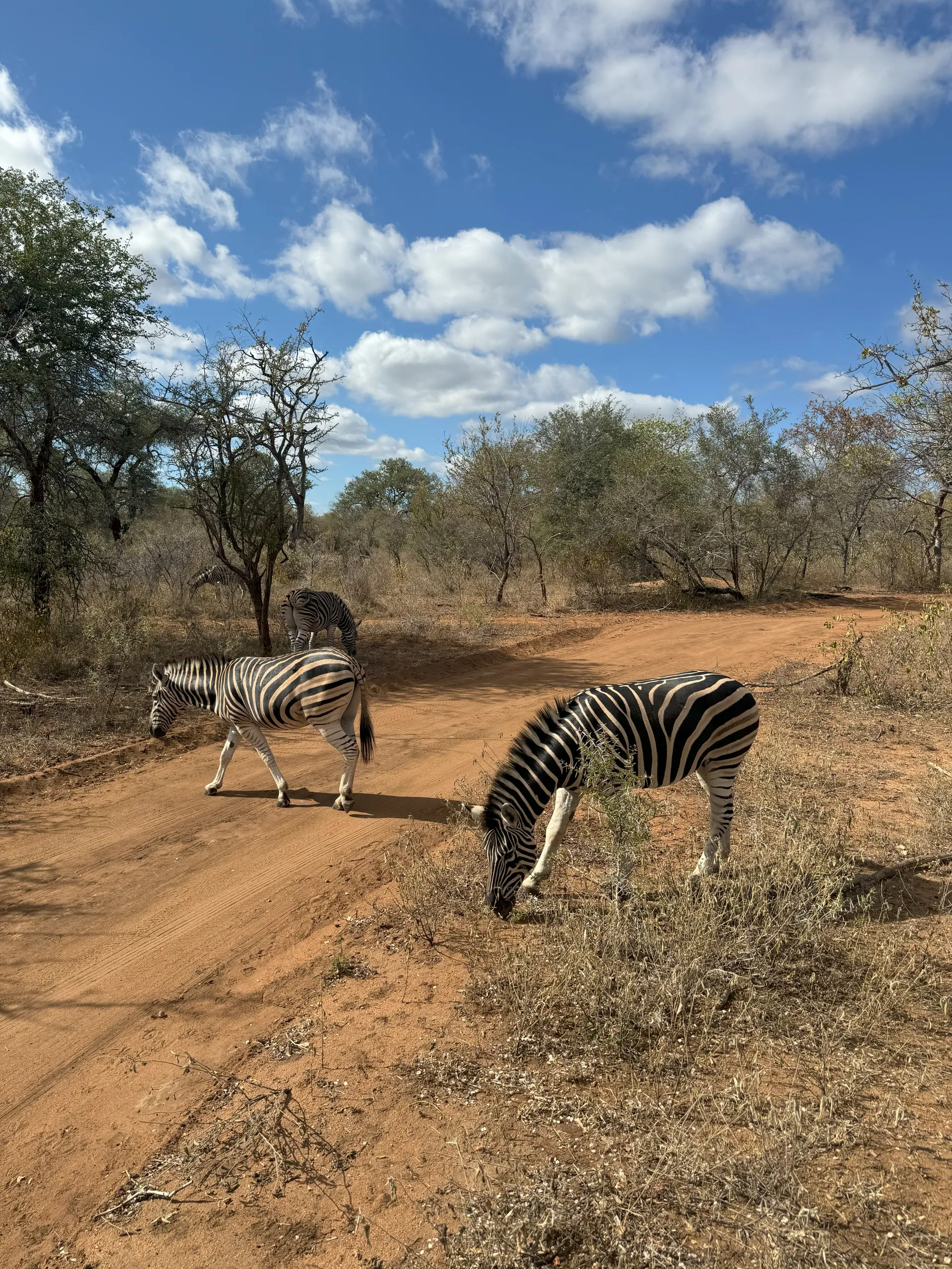 Paardrijsafari in Zuid Afrika