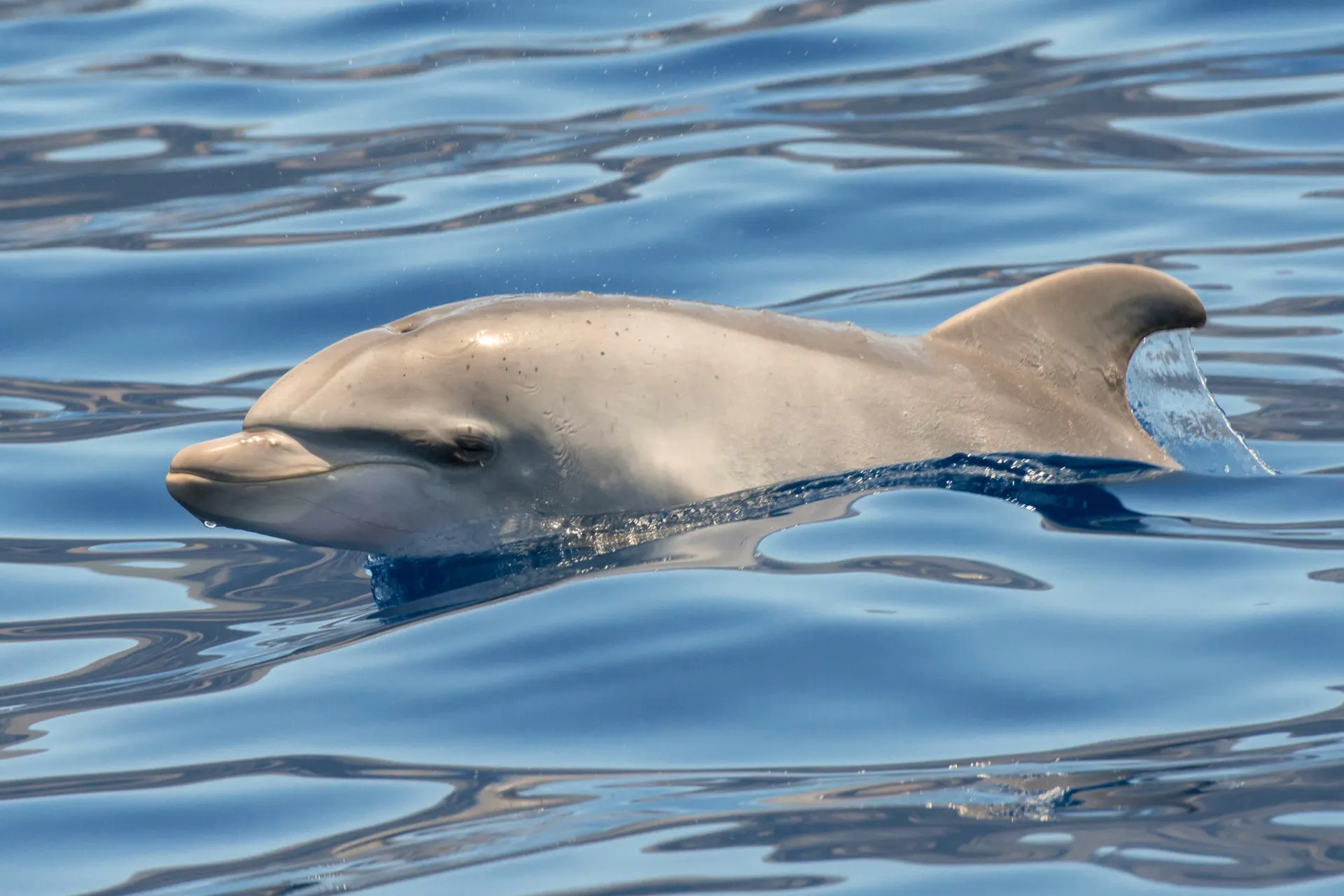 Dolfijnen zwemmen in de oceaan tijdens een excursie om te spotten op Tenerife.