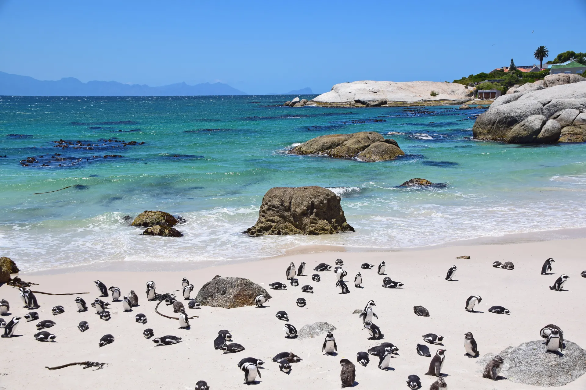 Kolonie pinguïns wandelend over een zanderig strand in een koel Zuidzeegebied.