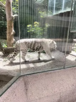 Witte tijger in Liberec