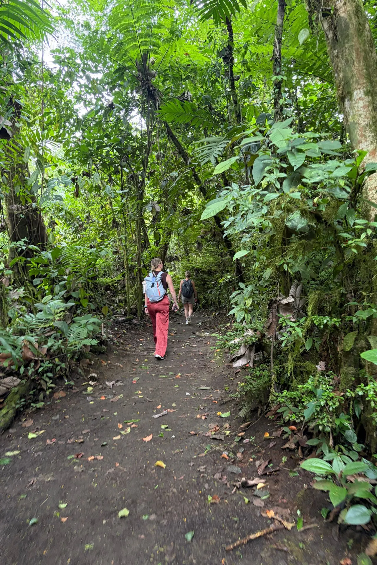 Wandelpad door het tropische regenwoud bij de Arenal-vulkaan in Costa Rica. Tijdens een hike door deze groene omgeving ontdek je indrukwekkende flora, vulkanisch landschap en de rijke biodiversiteit waarvoor La Fortuna bekendstaat.