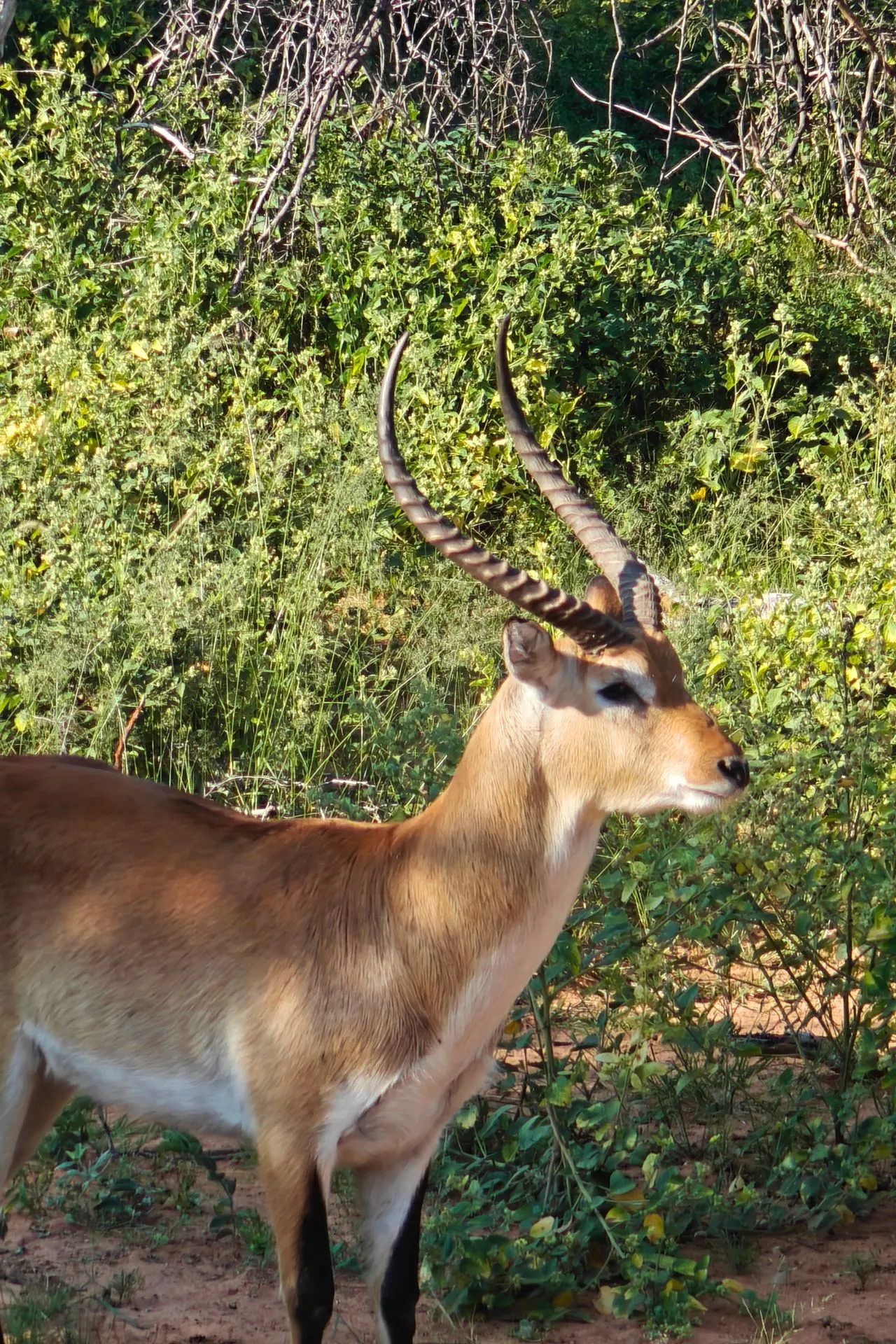 Close-up van een waterbok met indrukwekkende hoorns