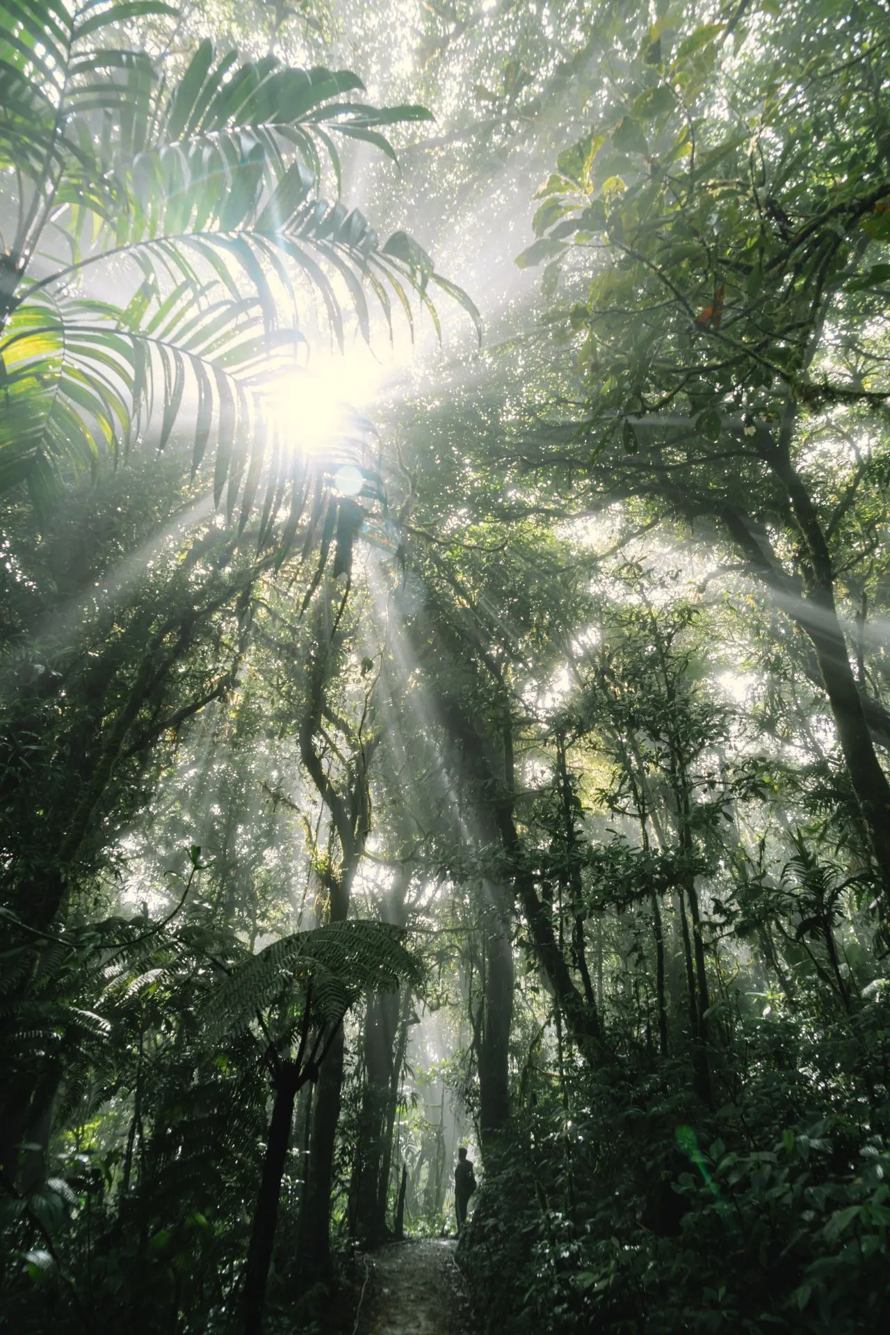 Indringend zonlicht dat door de dichte jungle schijnt, met silhouetten van bomen en bladeren in Monteverde, Costa Rica.