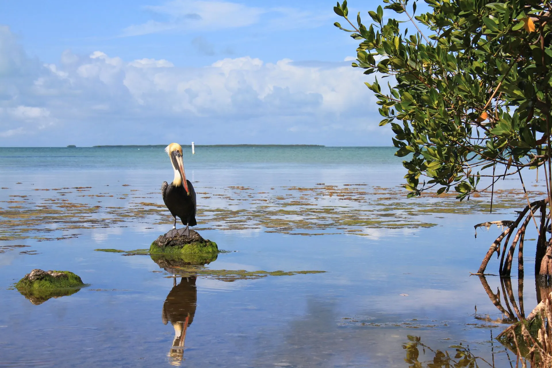 Een pelikaan die op een met mos bedekte steen in ondiep water staat, met mangrovewortels en een blauwe oceaan op de achtergrond.