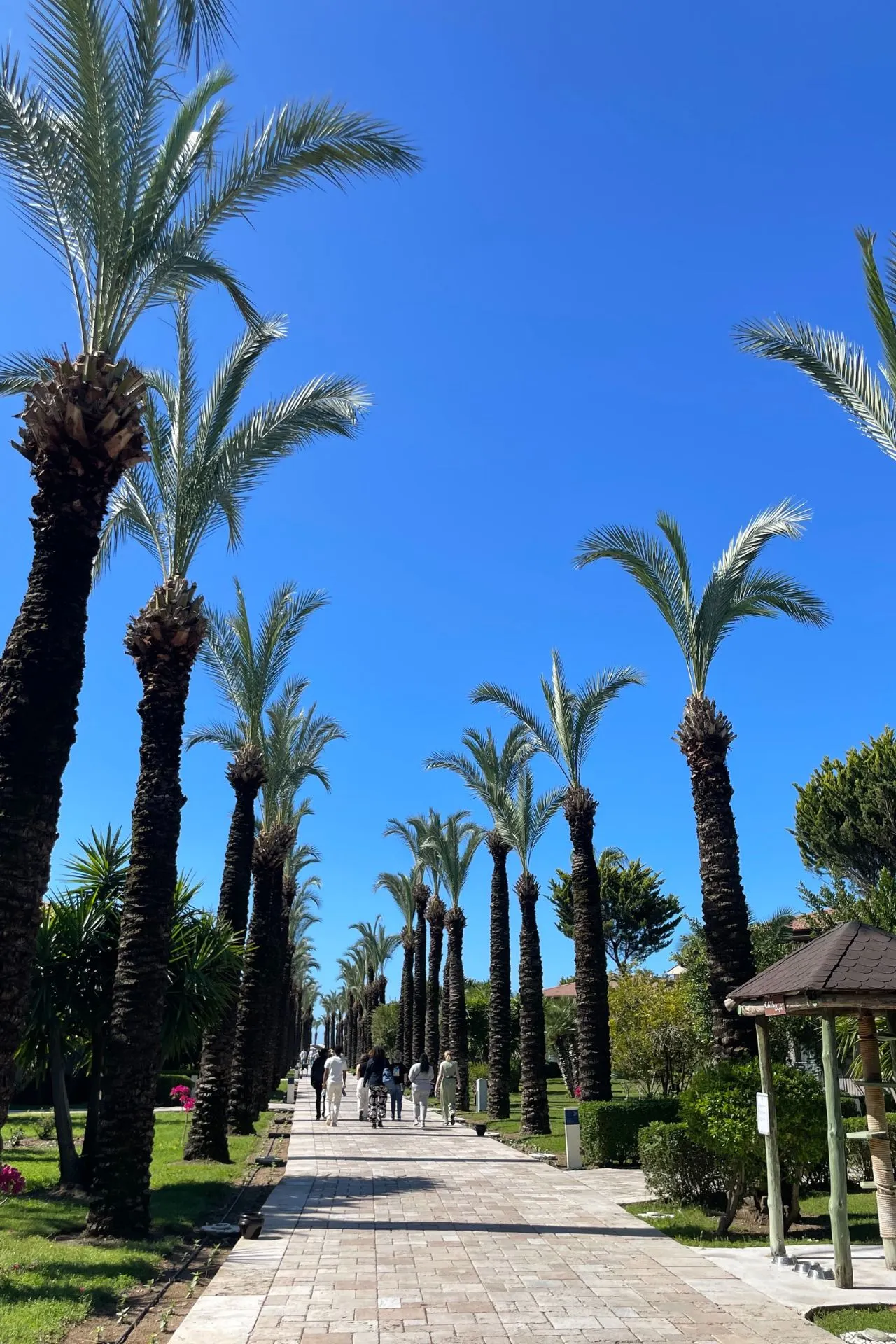Straat omringd door palmbomen, met een helderblauwe lucht en zonnig weer voor een tropisch gevoel.