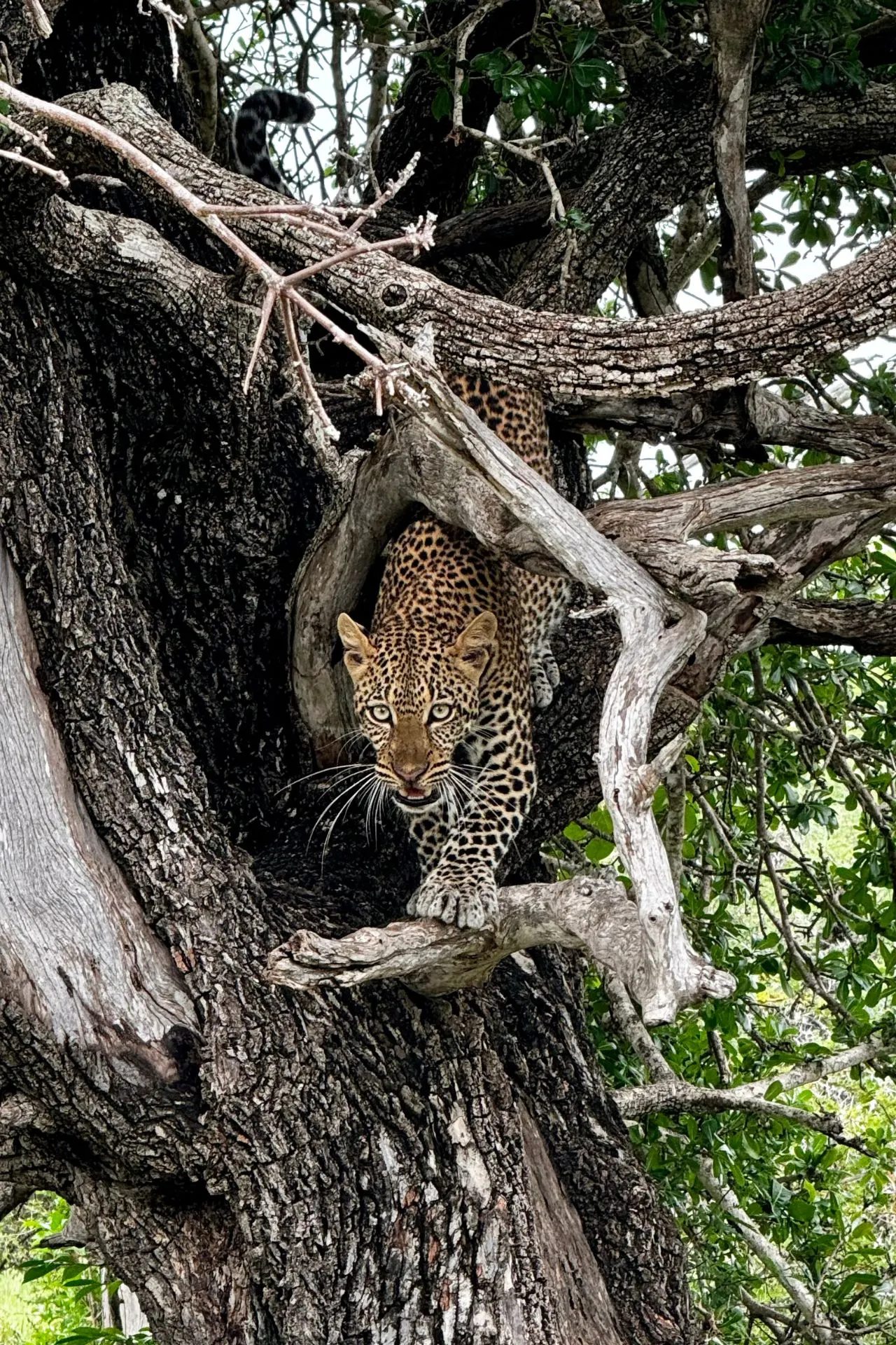 Close-up van een luipaard dat tussen de takken van een boom klimt in Tanzania, met intense blik en gedetailleerde vachtpatronen.