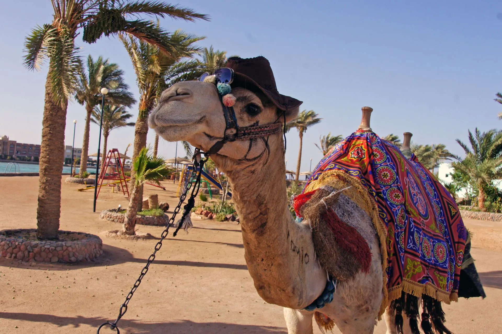 Kameel met kleurrijk zadel bij palmbomen en strandomgeving in Egypte
