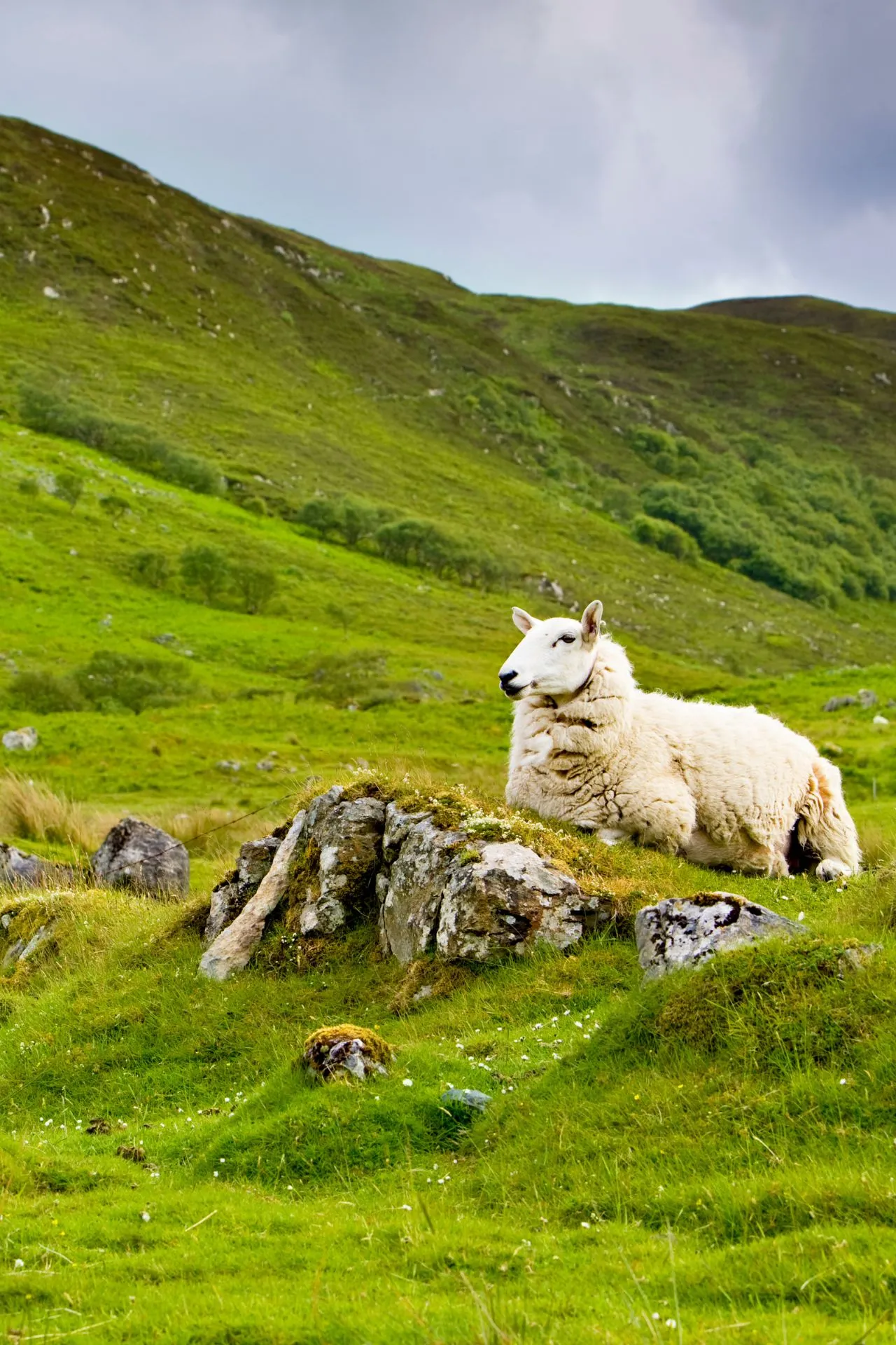 "Iconisch landschap van Isle of Skye in Schotland, met een schaap dat rust op een rots tussen uitgestrekte groene heuvels. Dit idyllische tafereel weerspiegelt de ruige natuur van de Highlands, bekend om zijn wandelroutes, wilde dieren en adembenemende uitzichten. Perfect voor een vakantie in Schotland, ontdek ongerepte natuur, pittoreske landschappen en authentieke charme van Isle of Skye."