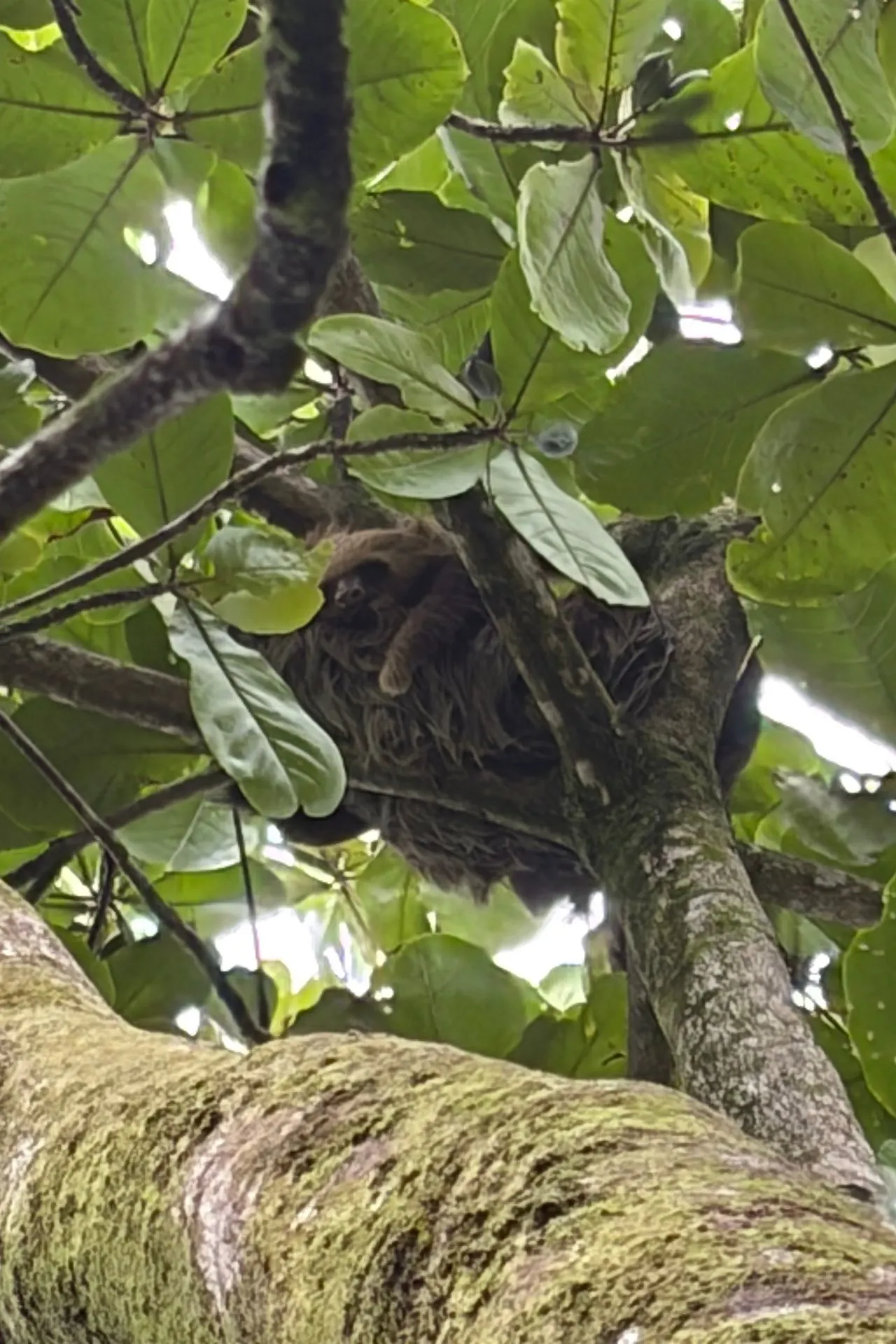 Luiaard rustend hoog in de boomtoppen van Tortuguero National Park in Costa Rica. Het spotten van luiaards behoort tot de hoogtepunten van een bezoek aan dit natuurgebied vol bijzondere flora en fauna