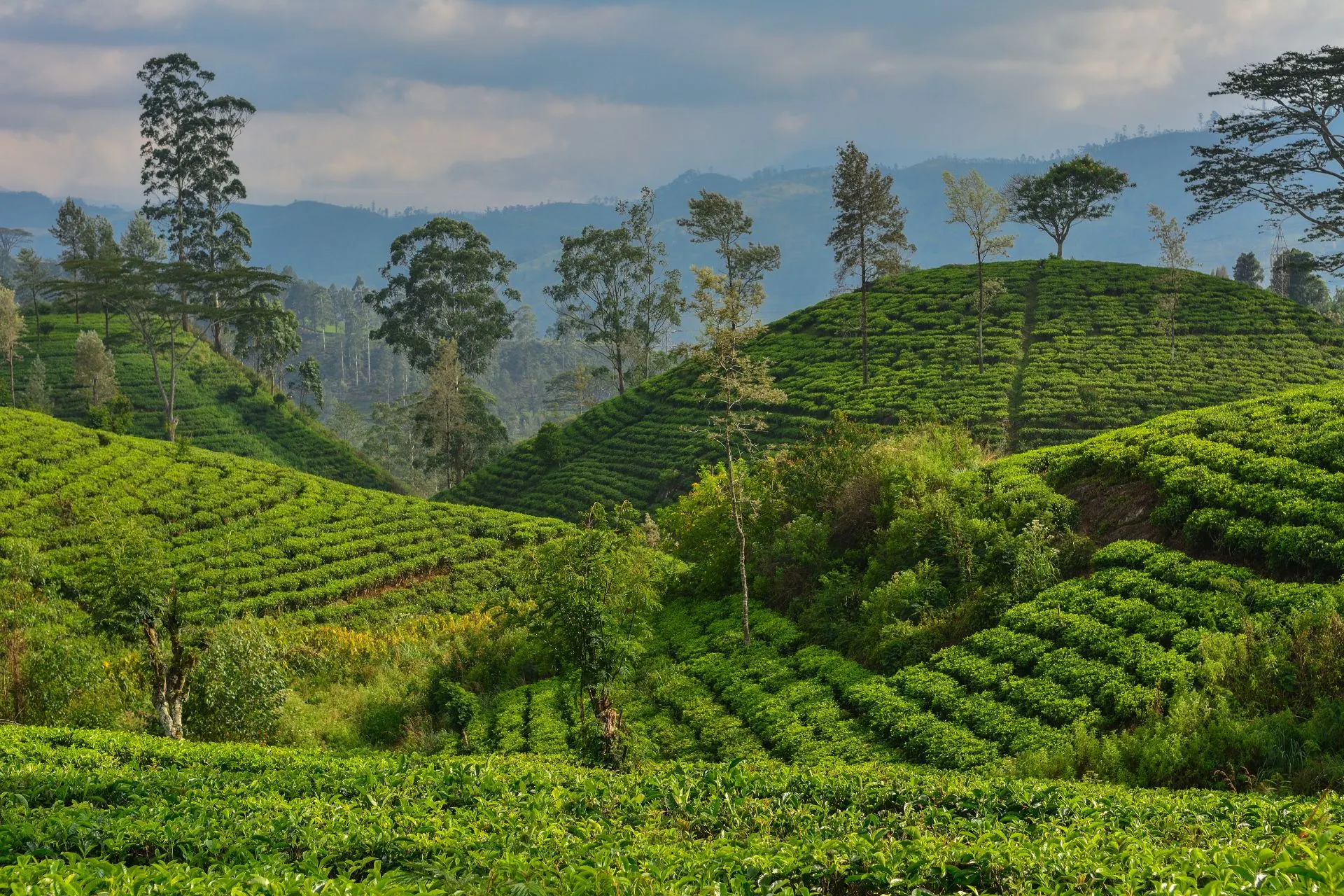 Uitgestrekte groene theeplantages op de heuvels van Sri Lanka